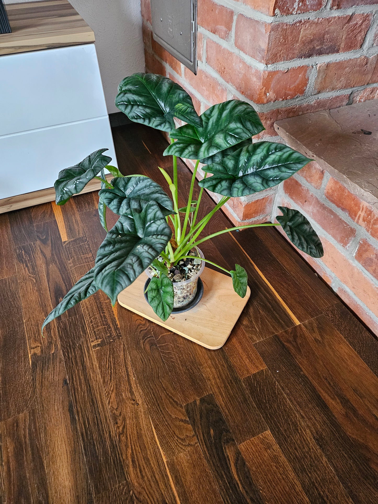 Alocasia Sinuata XXL Pflanze