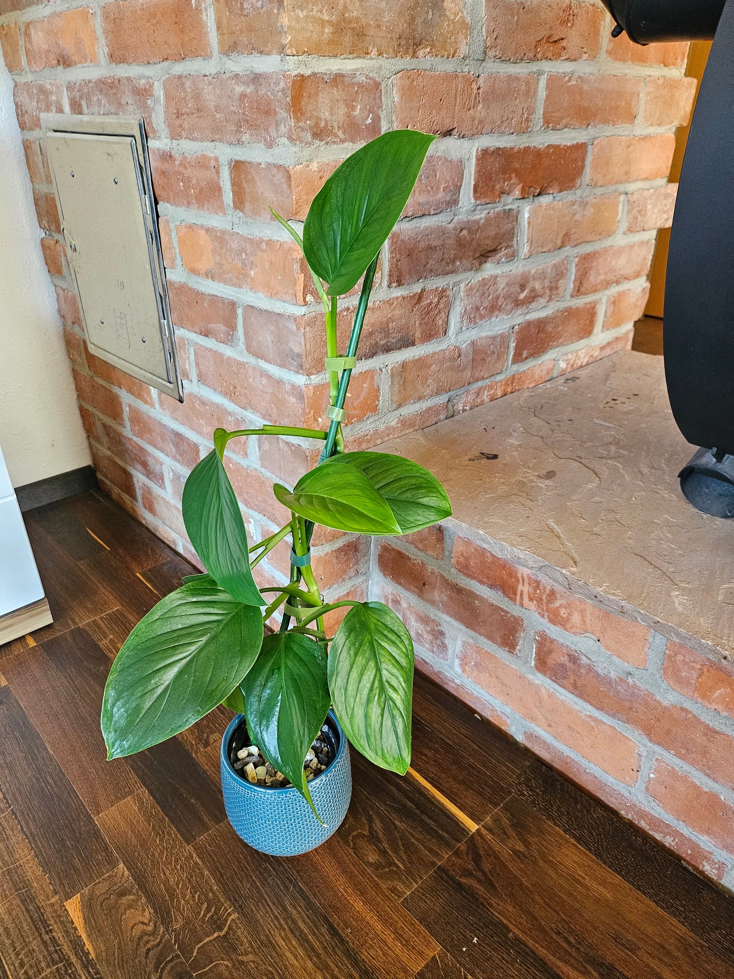 Monstera Lechleriana Pflanze