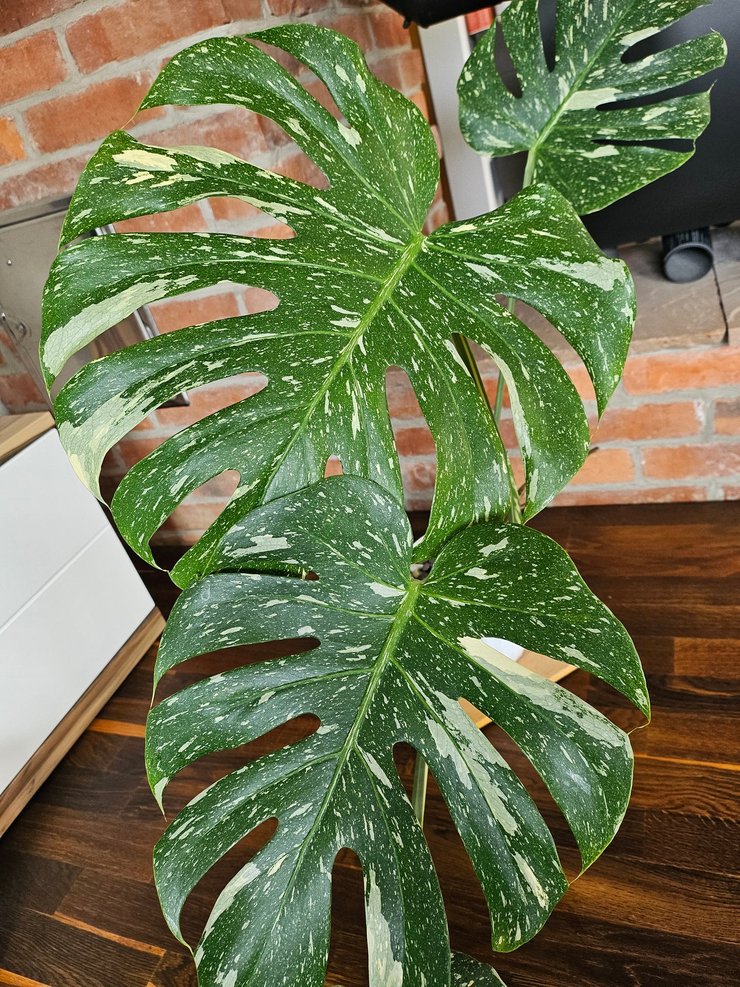 Monstera Thai Constellation XXL große Pflanze