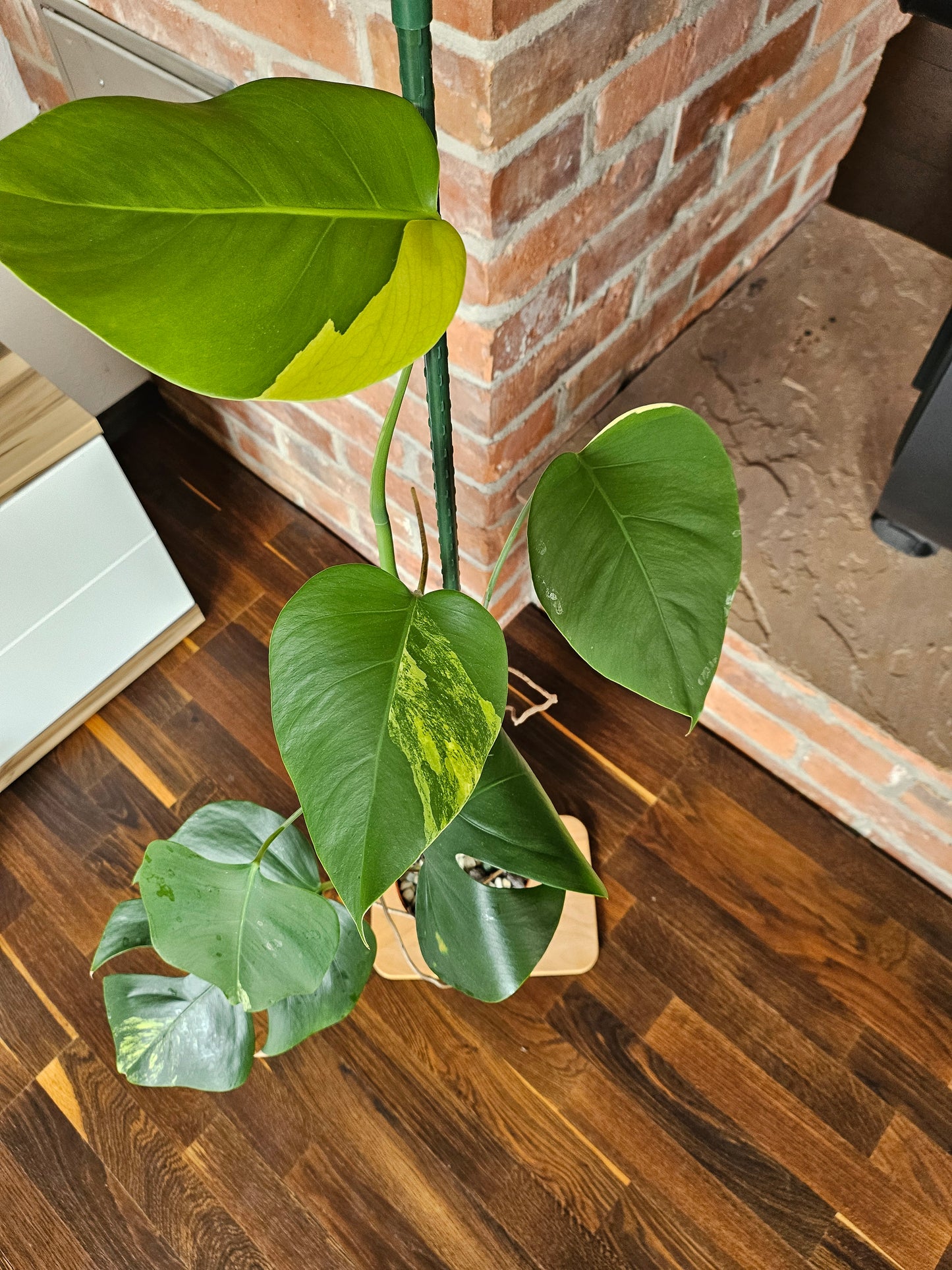 Monstera Deliciosa aurea variegata große Pflanze tolle Panaschierung