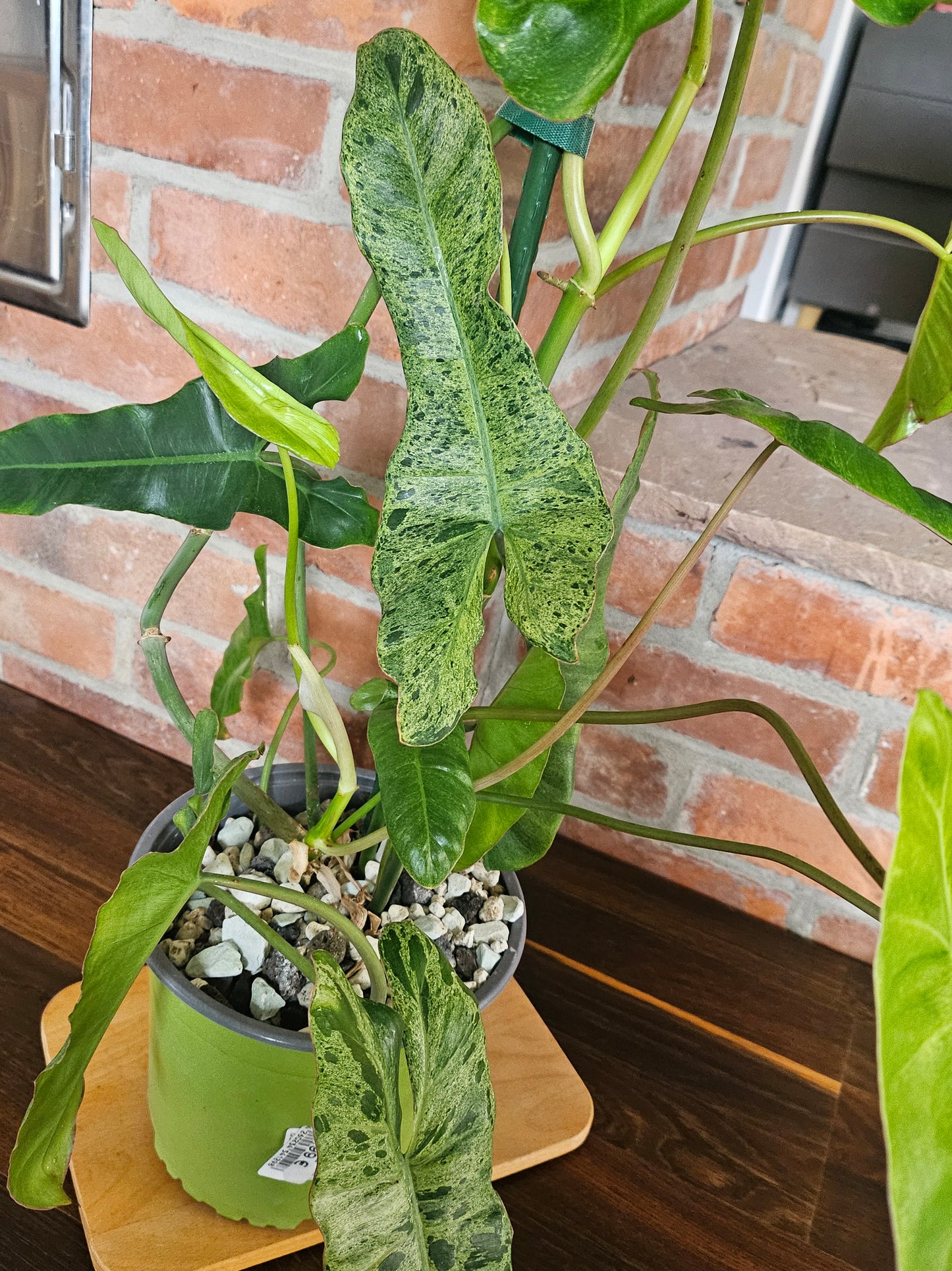 Philodendron paraiso verde Pflanze