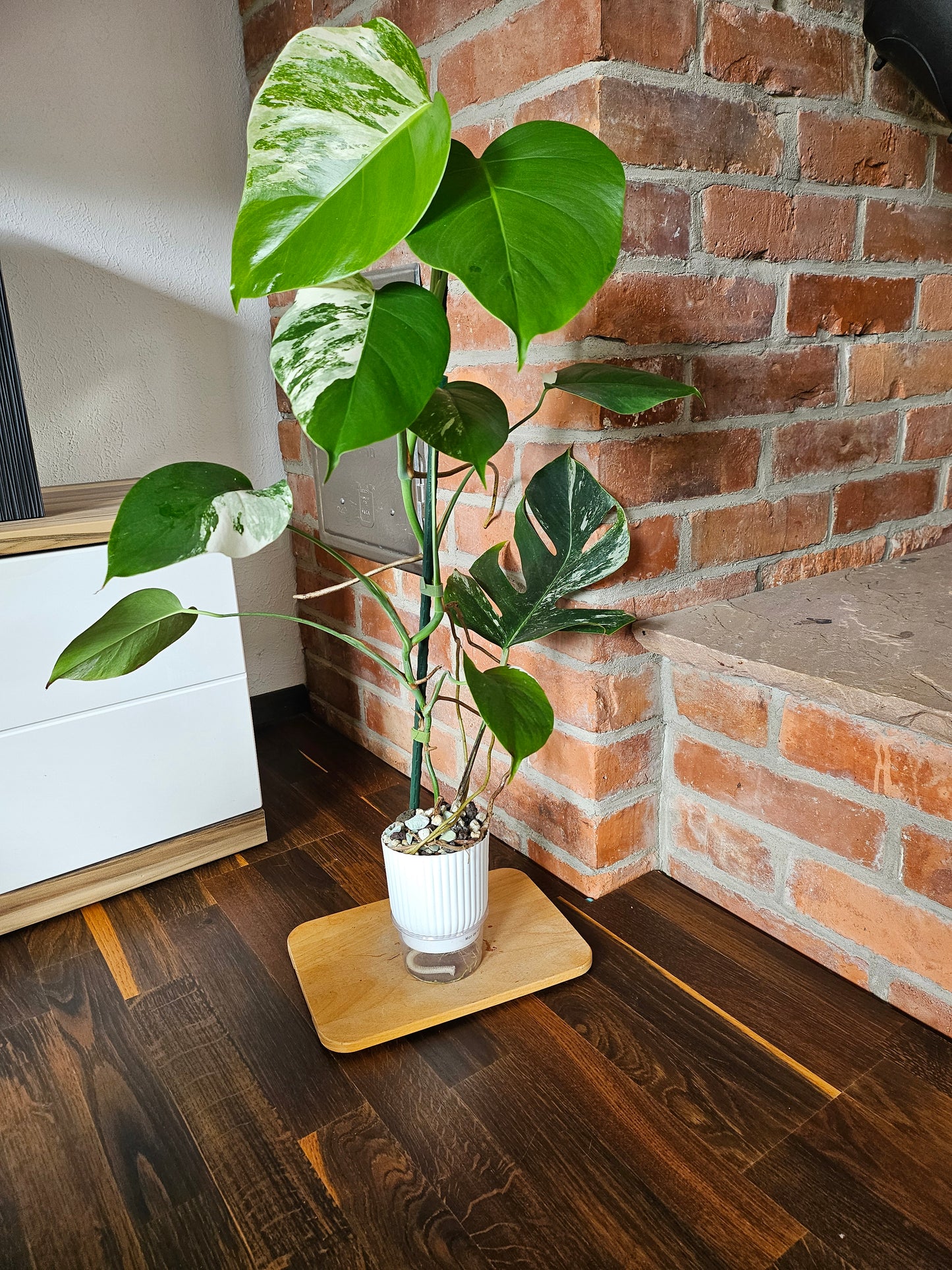 Monstera Deliciosa albo variegata Pflanze mit toller Panaschierung