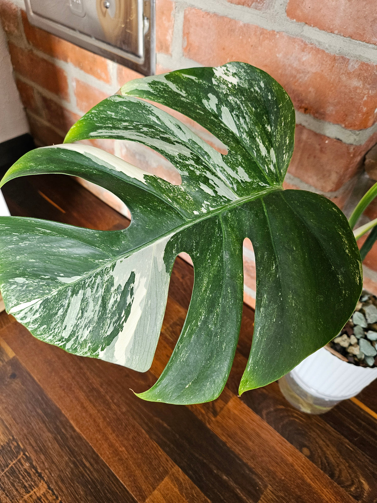 Monstera deliciosa variegata Pflanze
