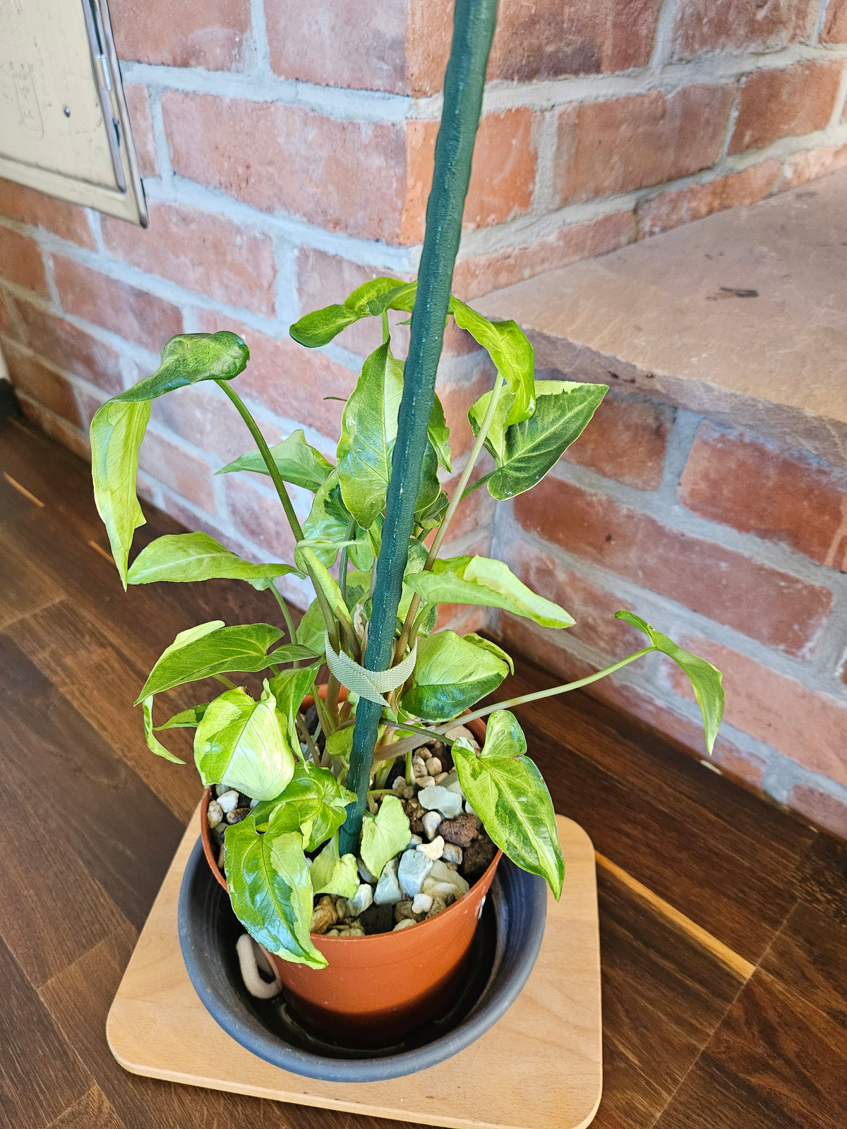 Syngonium three kings Pflanze