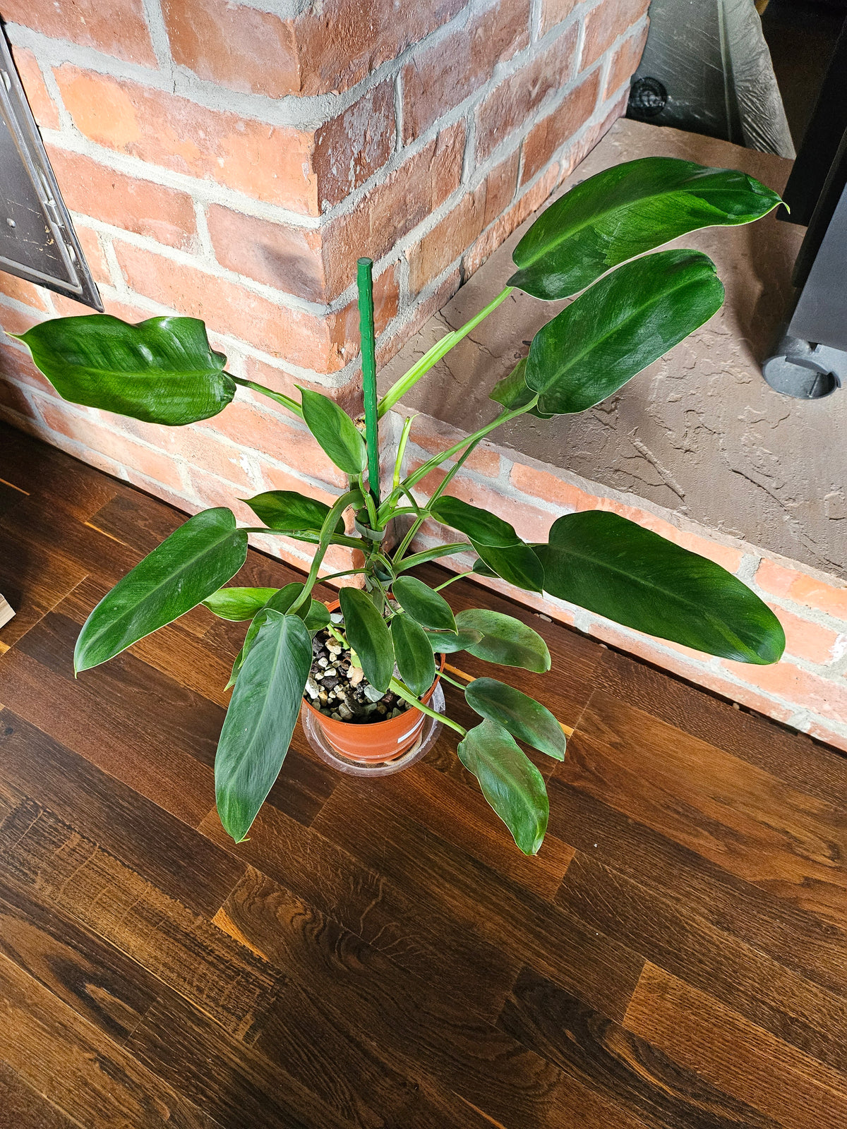 Philodendron Jose Buono ganze Pflanze