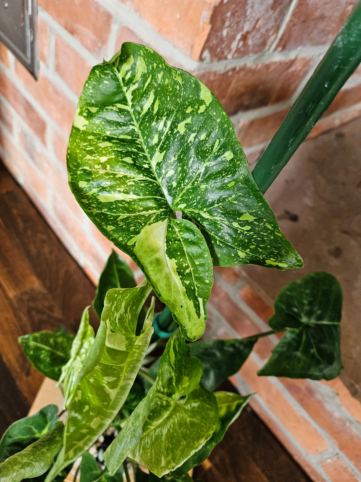 Syngonium Panda Pflanze