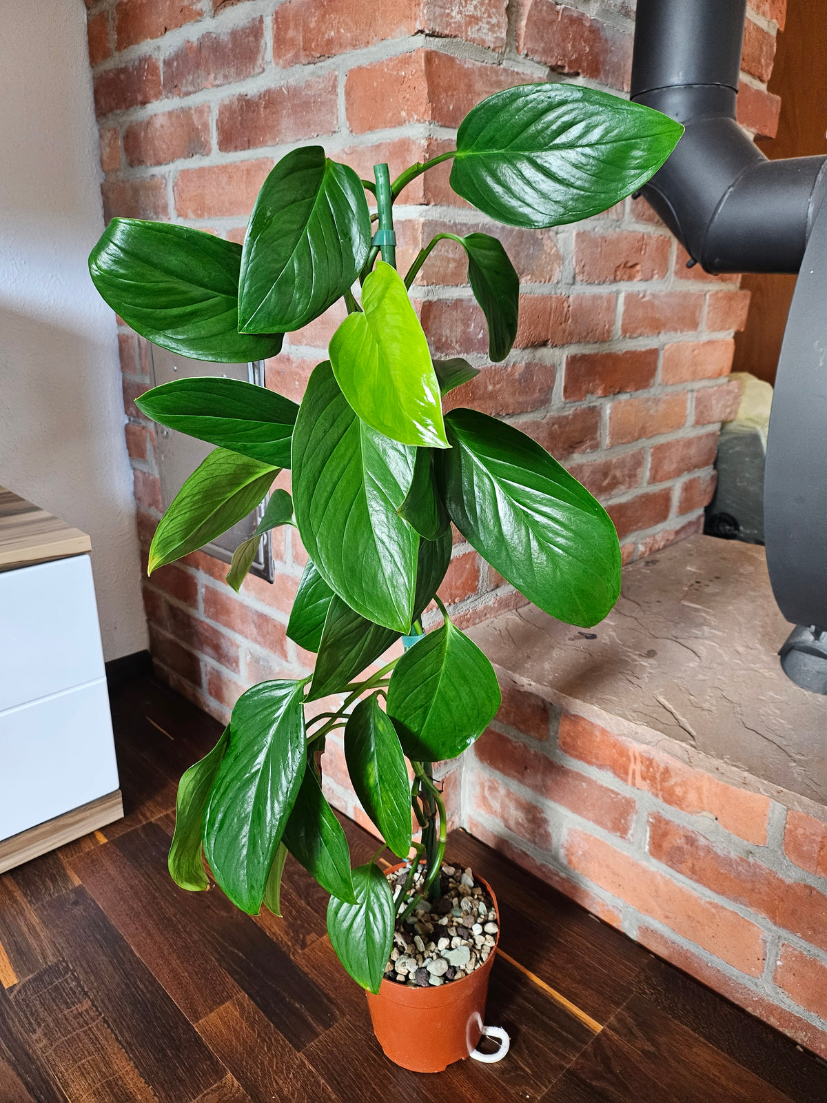 Monstera Lechleriana große Pflanze