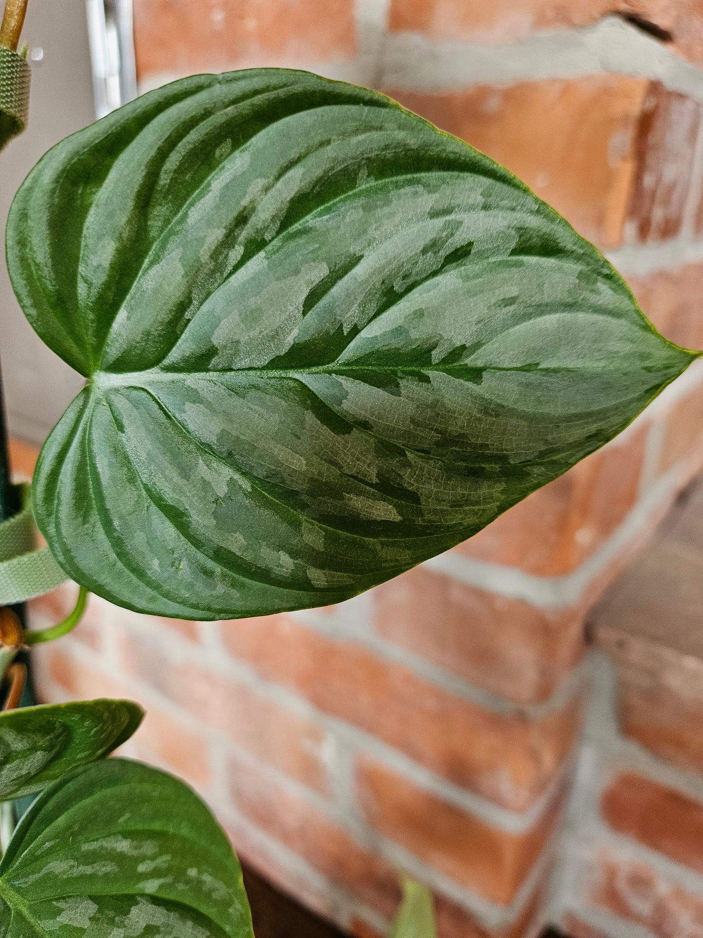Philodendron Majestic Pflanze