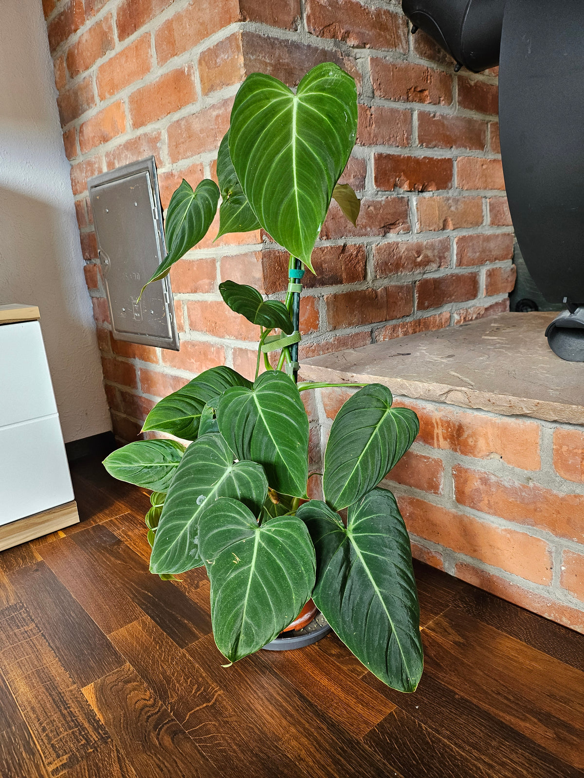 Philodendron Glorious große Pflanze