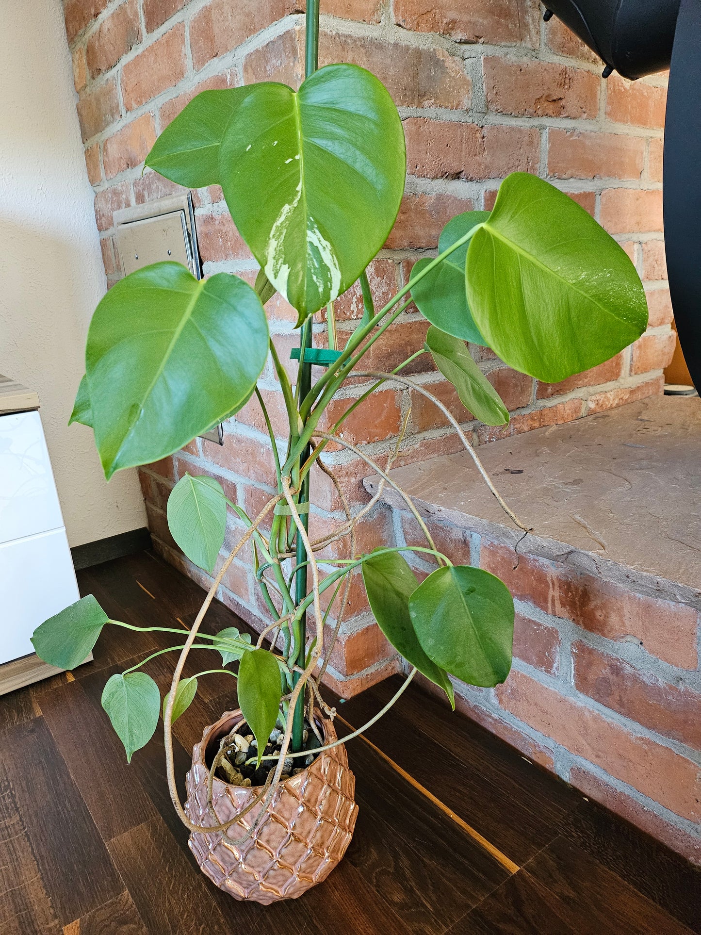 Monstera deliciosa variegata 80cm Pflanze mit wenig Panaschierung