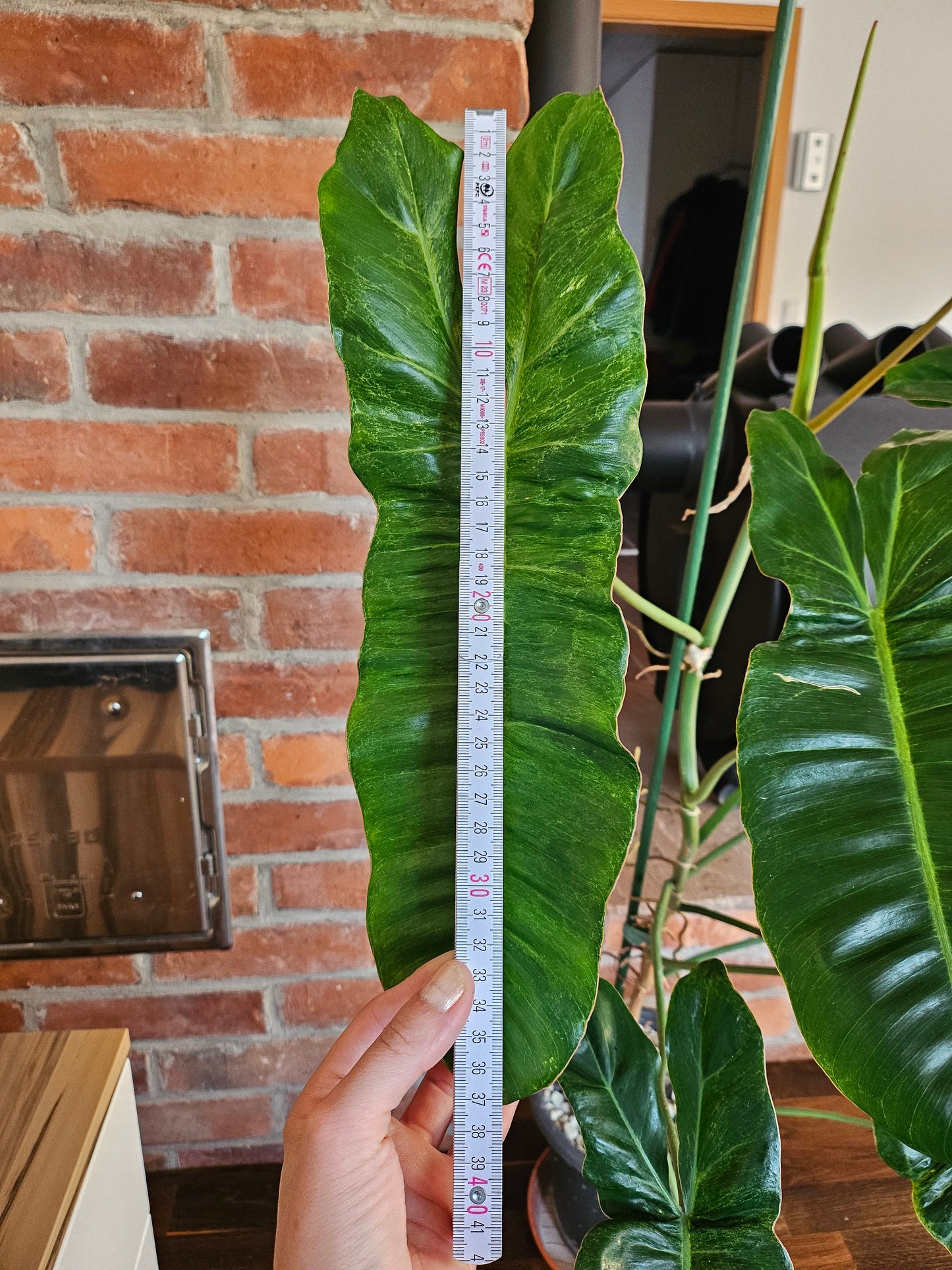 Philodendron paraiso verde XXL 120cm mit wunderschöner Panaschierung Pflanze