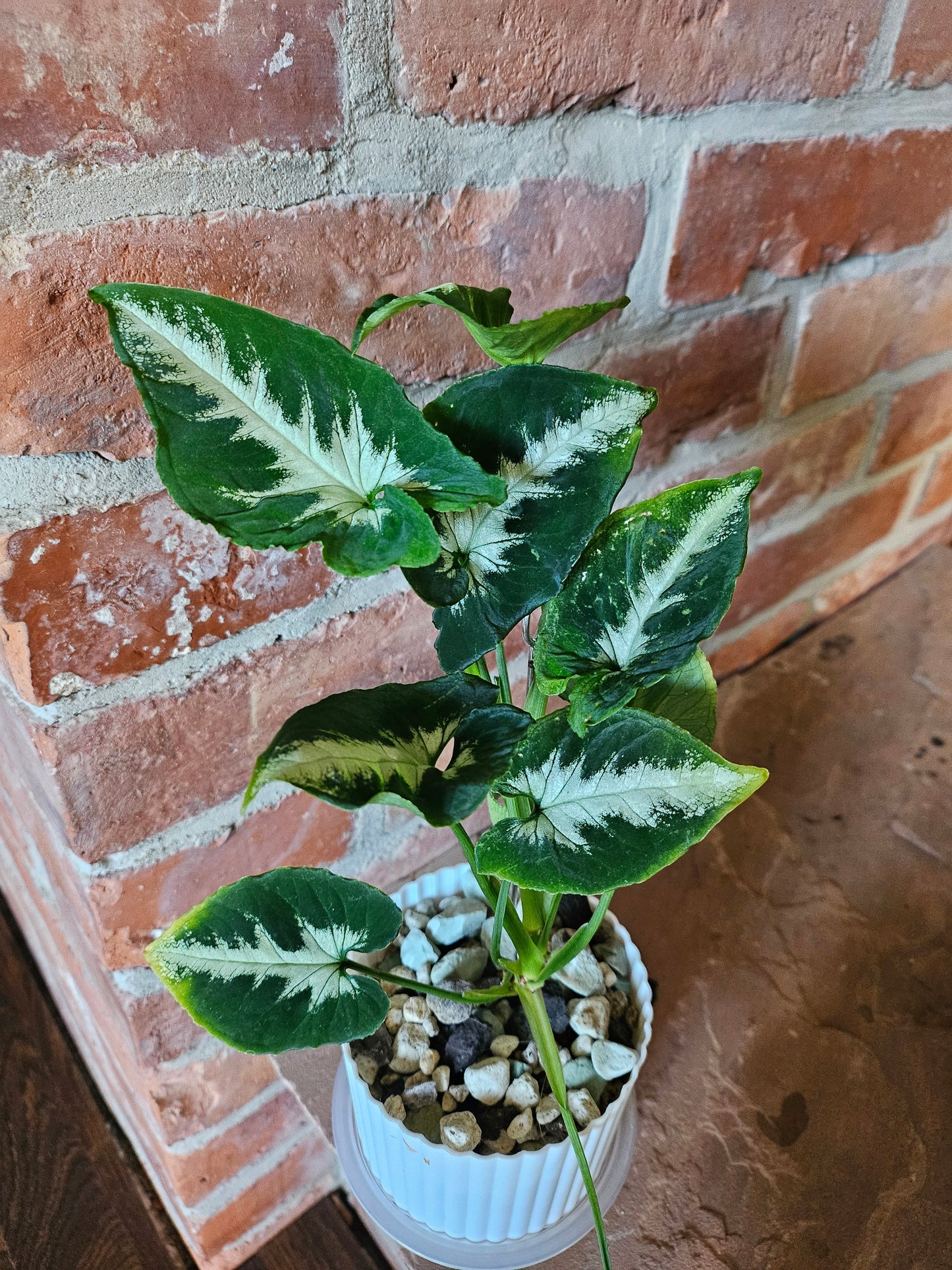 Syngonium scrambled eggs vergrünt mit wenig Panaschierung Pflanze