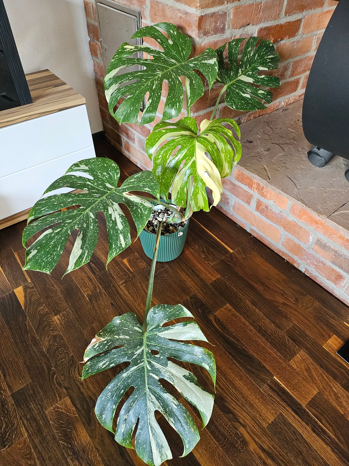 Monstera Thai Constellation XXL große Pflanze