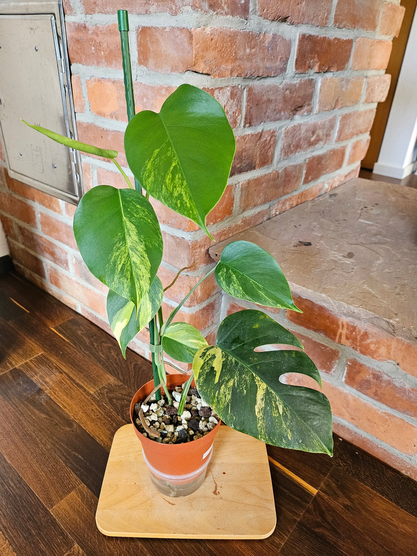Monstera deliciosa aurea variegata Pflanze mit toller Panaschierung