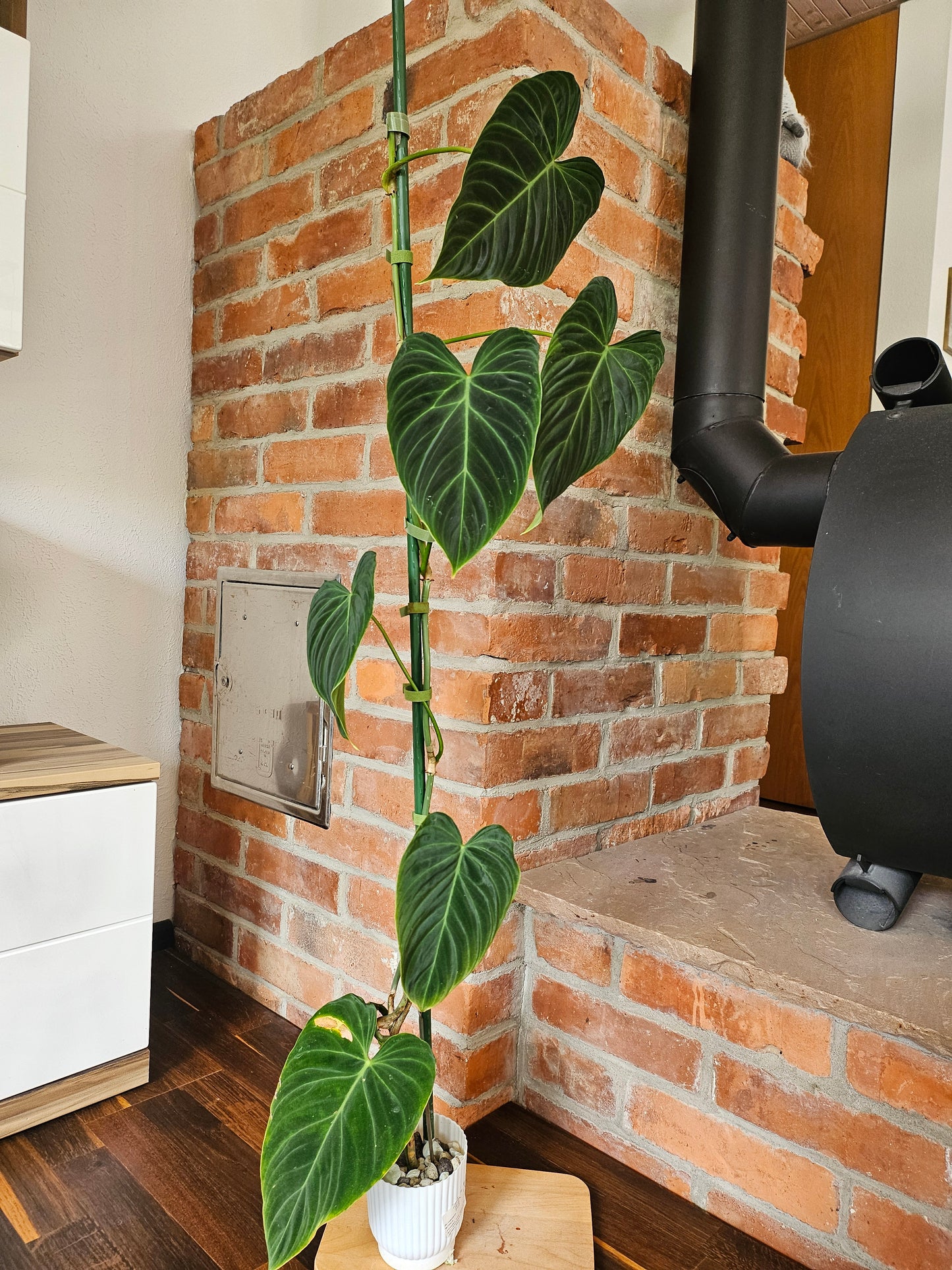Philodendron Splendid 110cm Pflanze