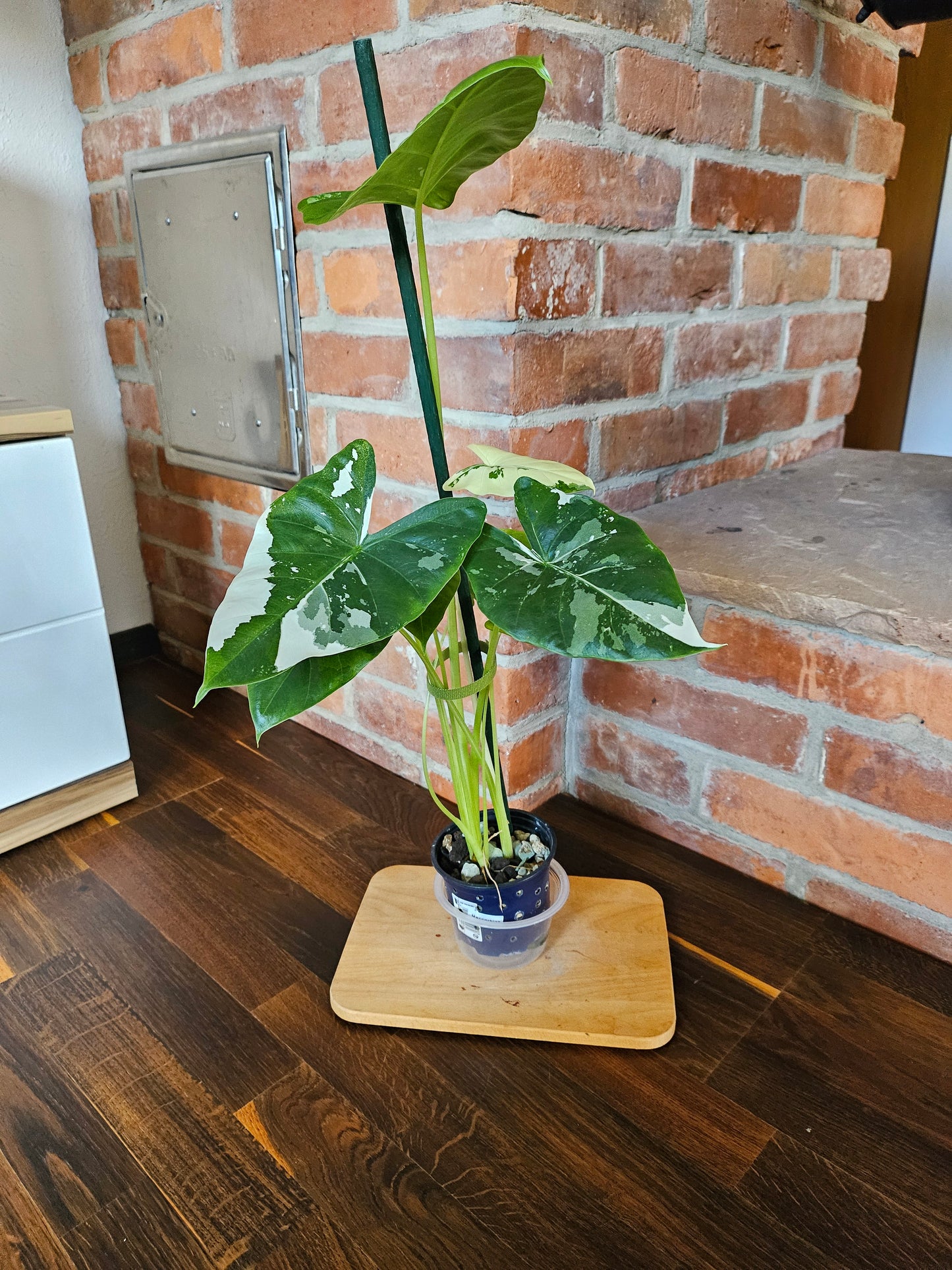 Alocasia Macrorrhiza variegata Pflanze mit toller Panaschierung