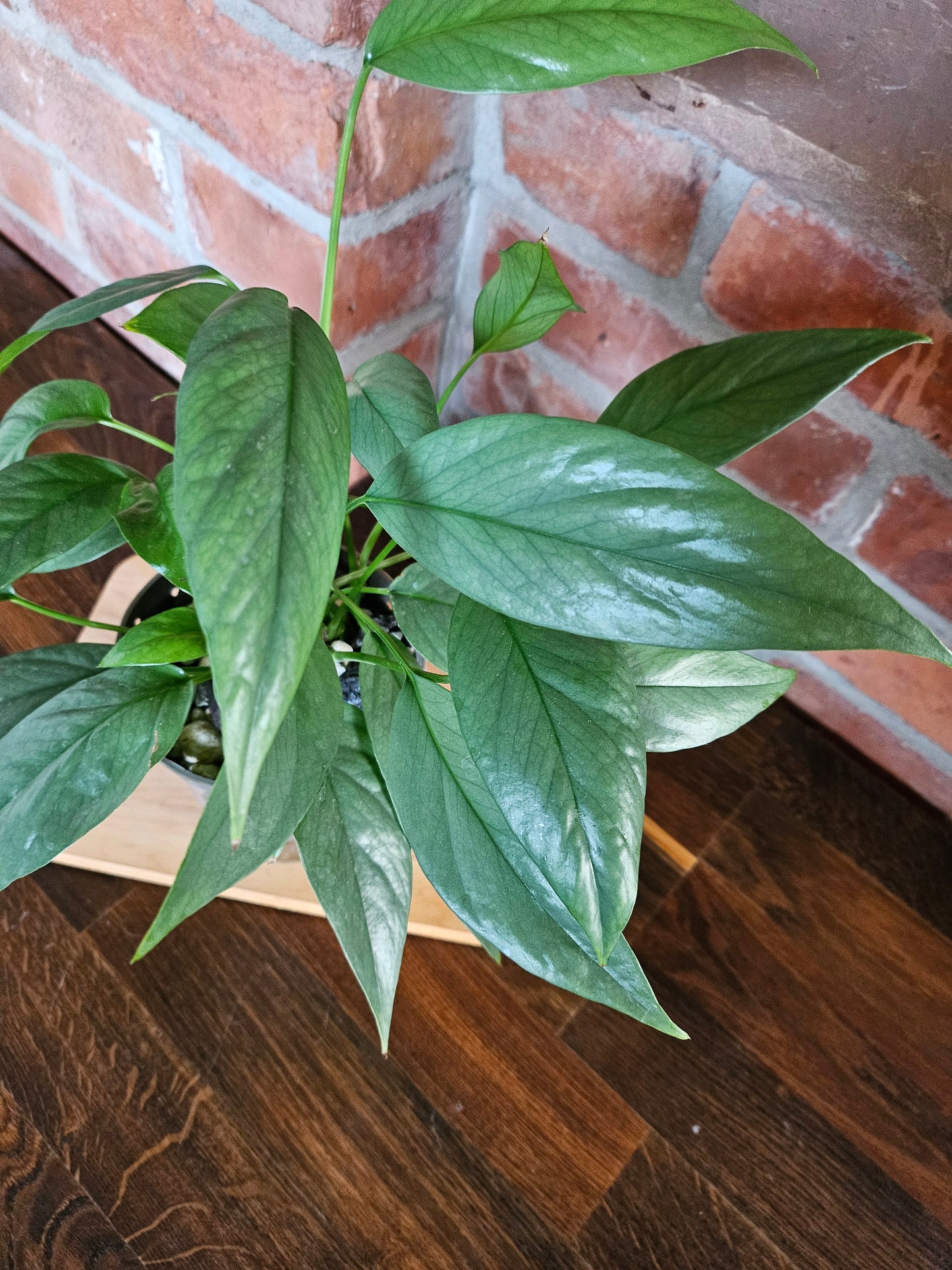 Epipremnum cebu blue Pflanze