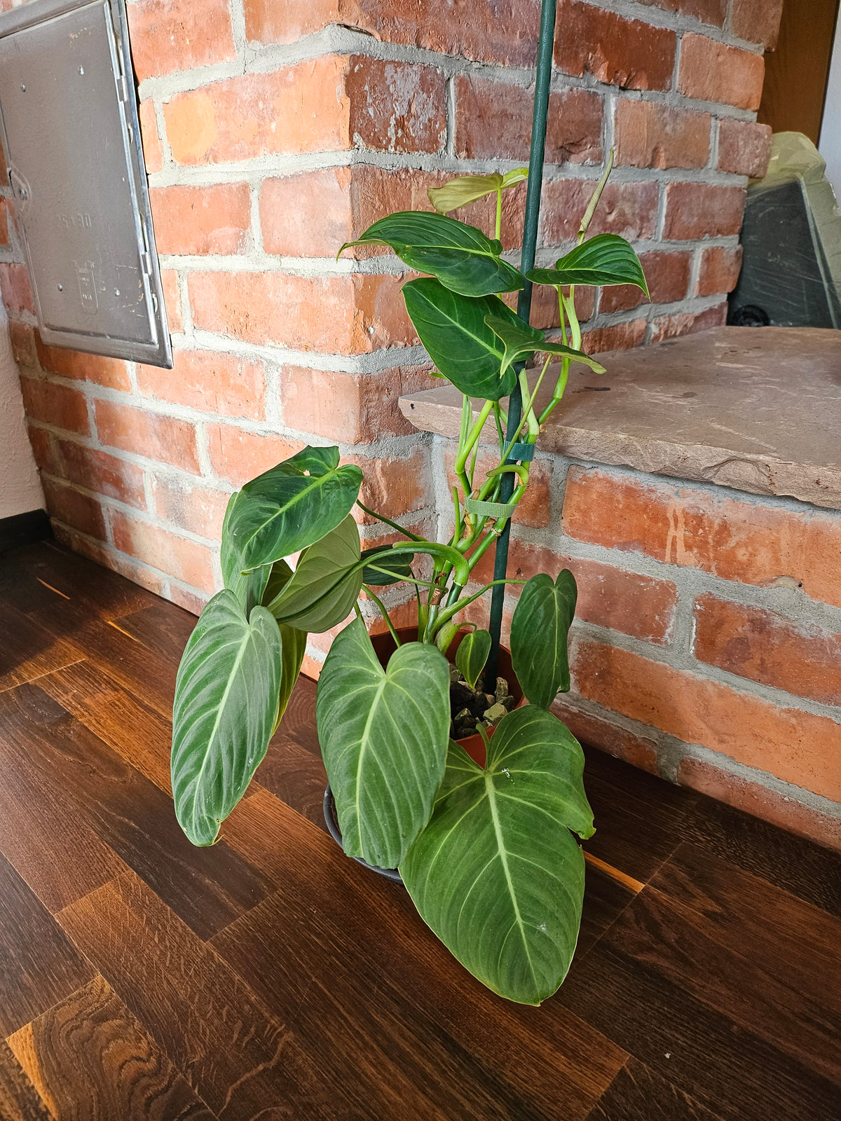 Philodendron Glorious