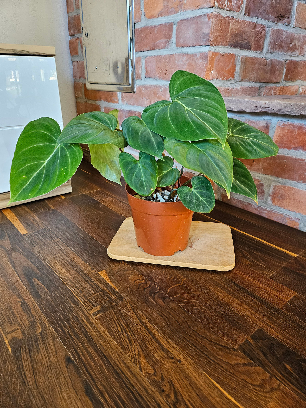 Philodendron Gloriosum Pflanze