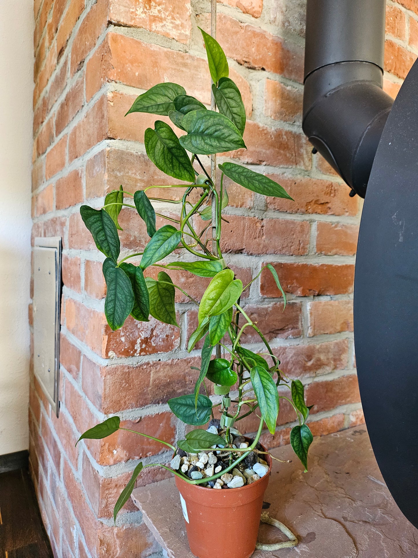 Monstera Siltepecana Pflanze