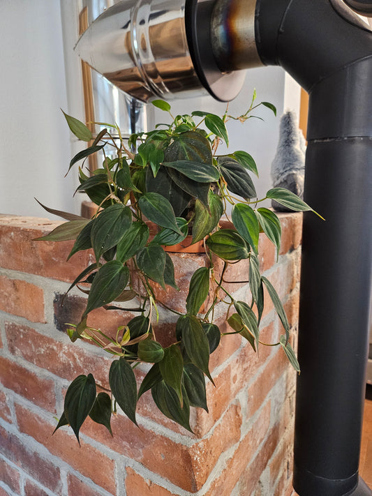 Philodendron Micans Pflanze inkl. Topf und Substrat