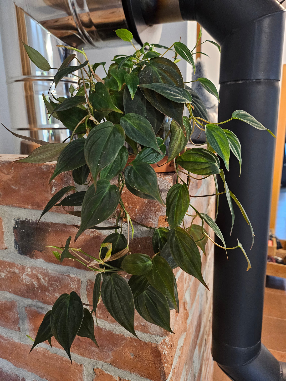 Philodendron Micans Pflanze inkl. Topf und Substrat