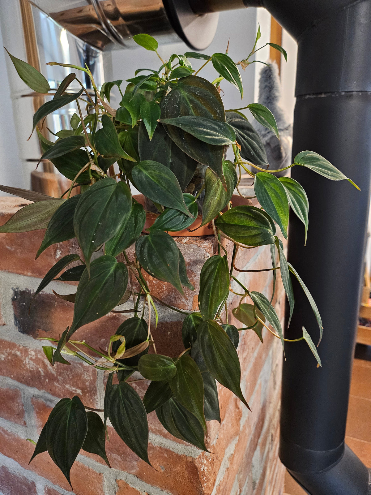 Philodendron Micans Pflanze inkl. Topf und Substrat