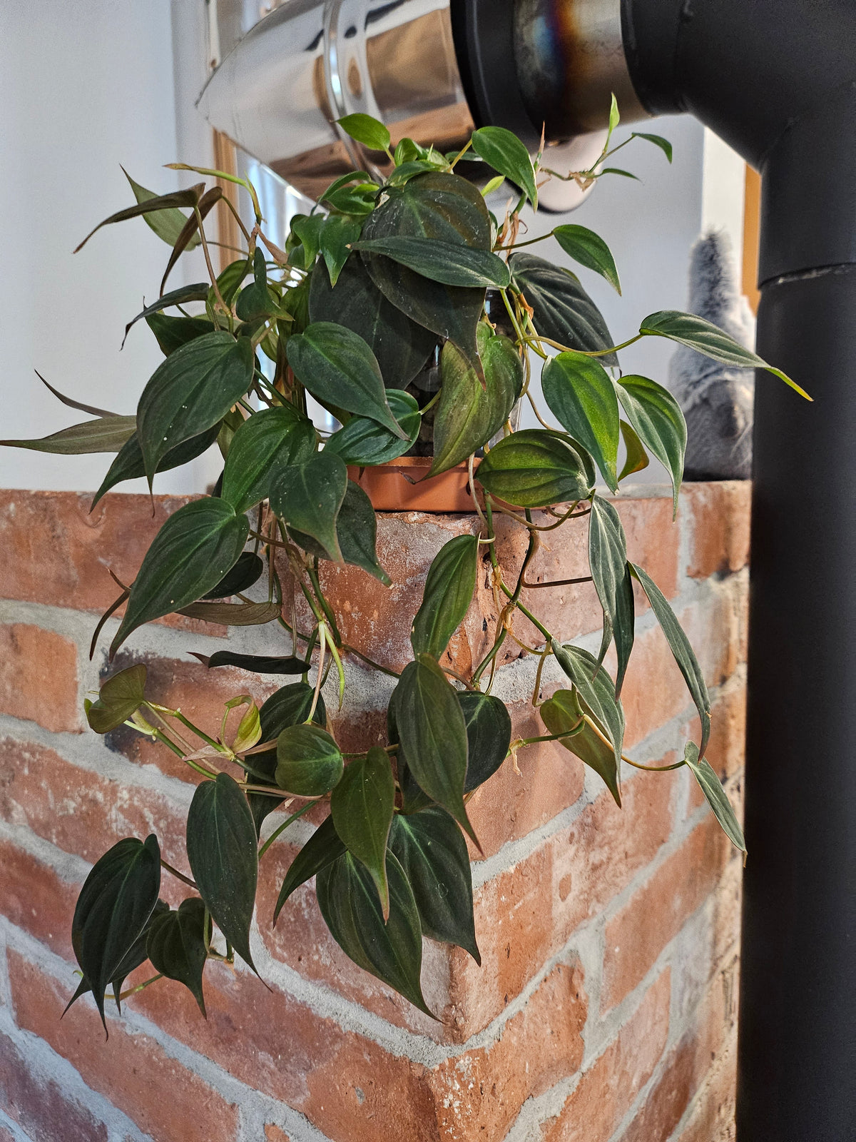 Philodendron Micans Pflanze inkl. Topf und Substrat