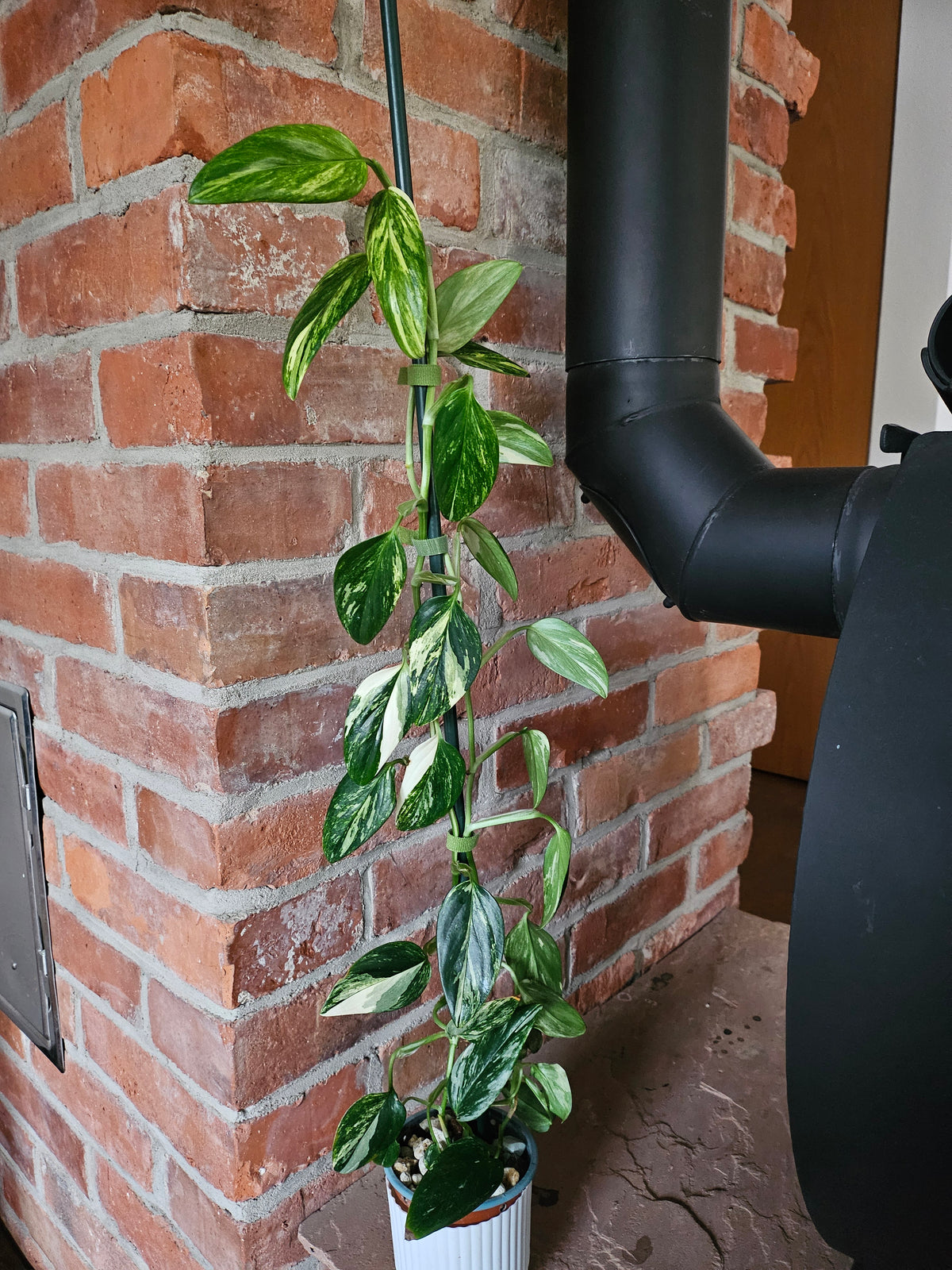 Monstera Standleyana aurea variegata