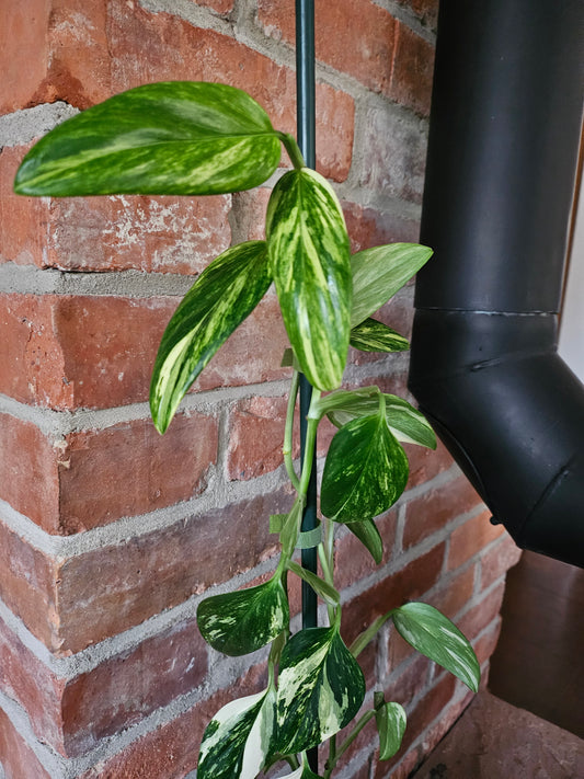 Monstera Standleyana aurea variegata