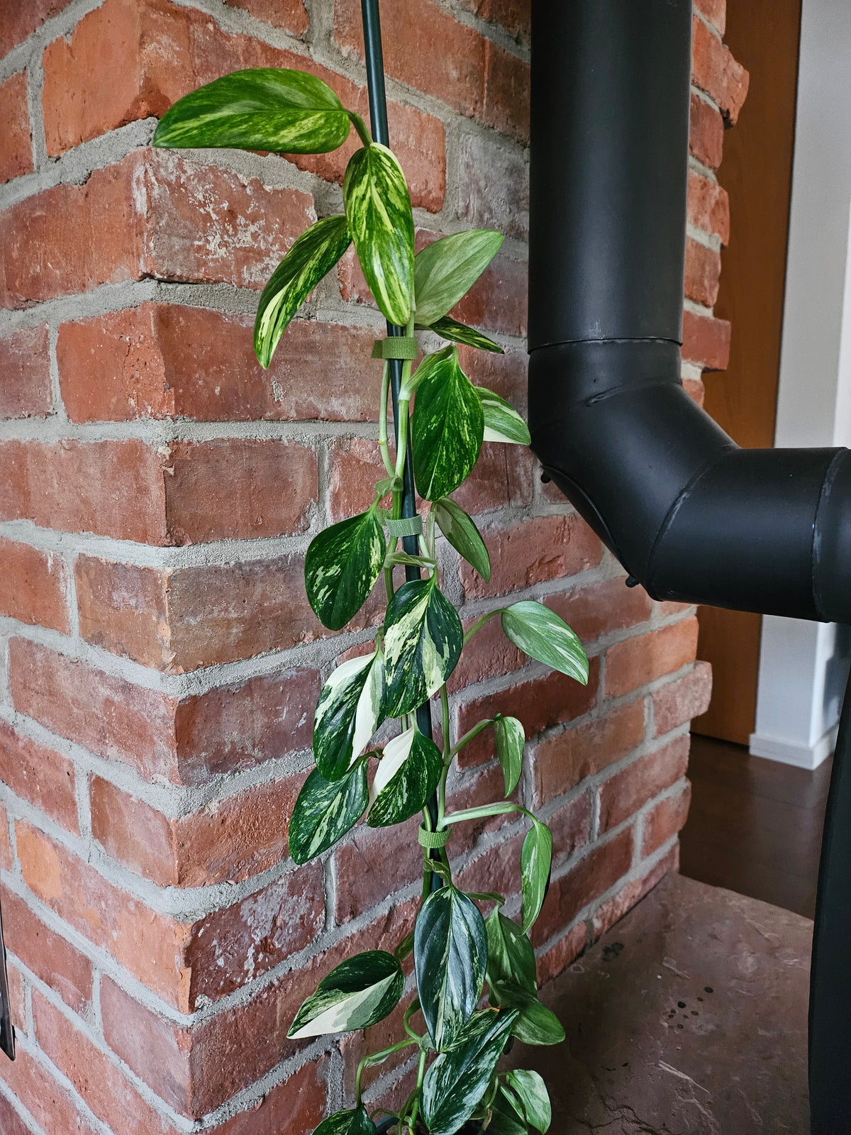 Monstera Standleyana aurea variegata