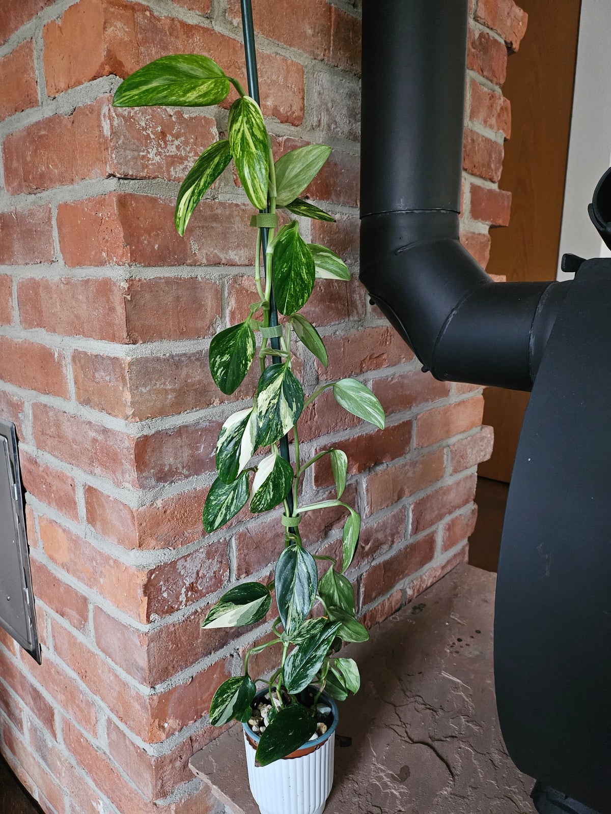 Monstera Standleyana aurea variegata