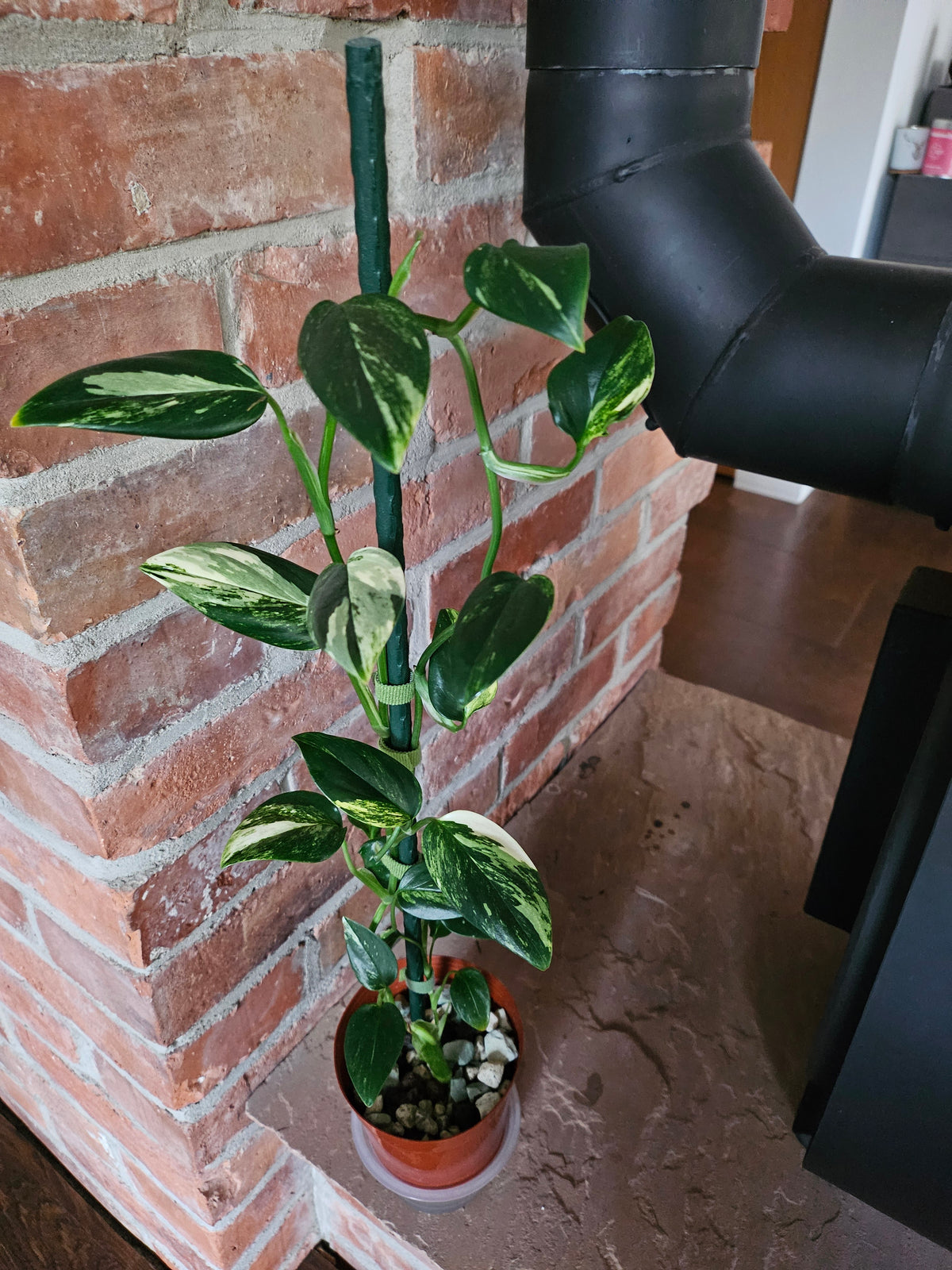 Monstera Standleyana aurea variegata Pflanze mit toller Panaschierung