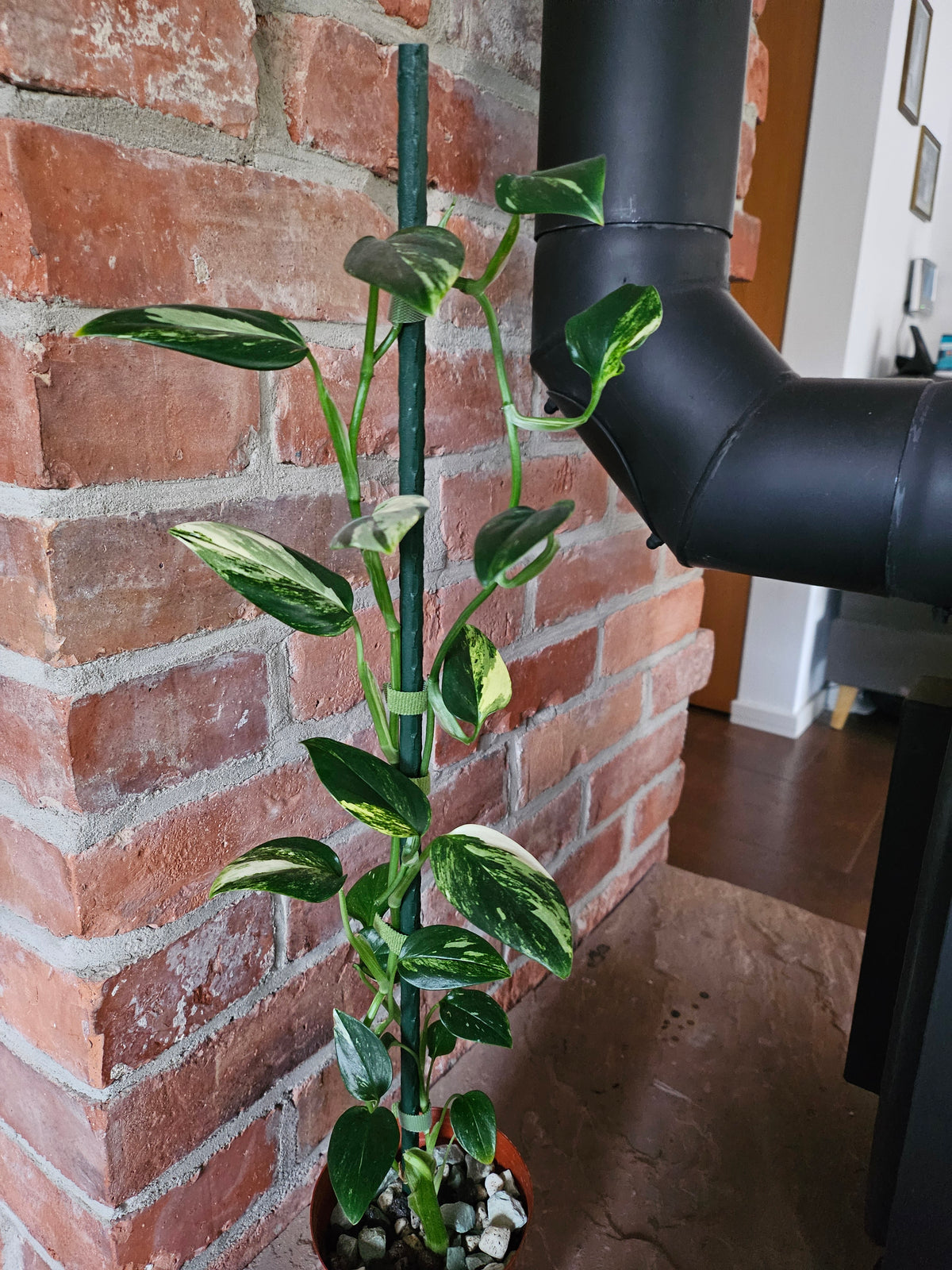 Monstera Standleyana aurea variegata Pflanze mit toller Panaschierung
