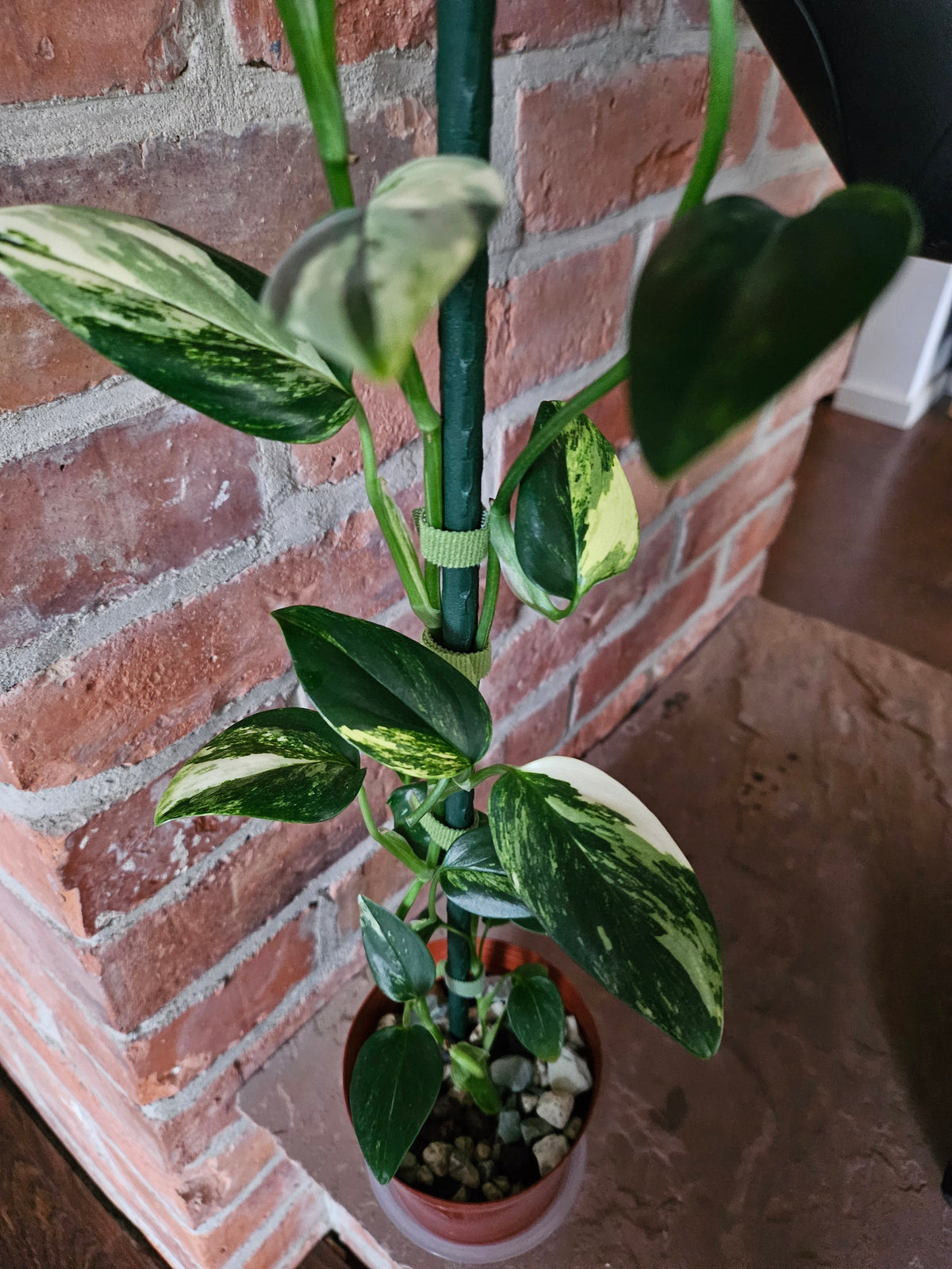 Monstera Standleyana aurea variegata Pflanze mit toller Panaschierung
