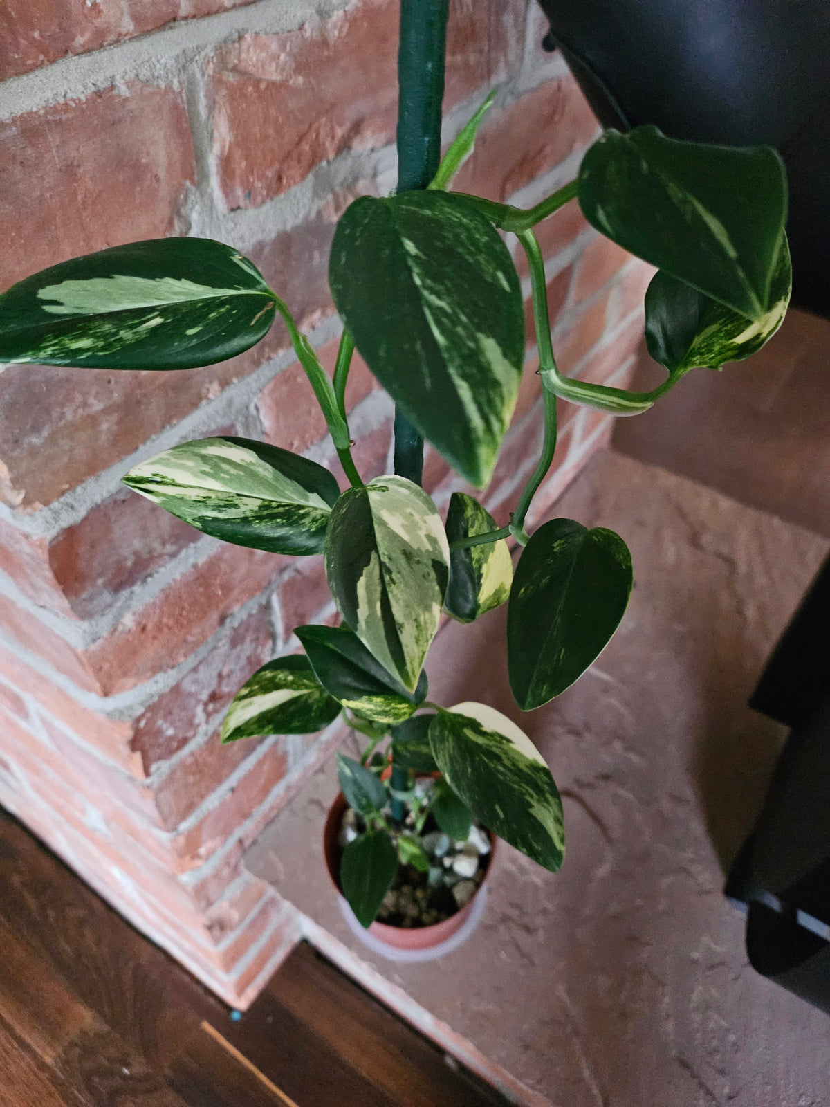 Monstera Standleyana aurea variegata Pflanze mit toller Panaschierung