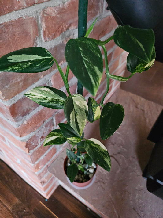 Monstera Standleyana aurea variegata Pflanze mit toller Panaschierung