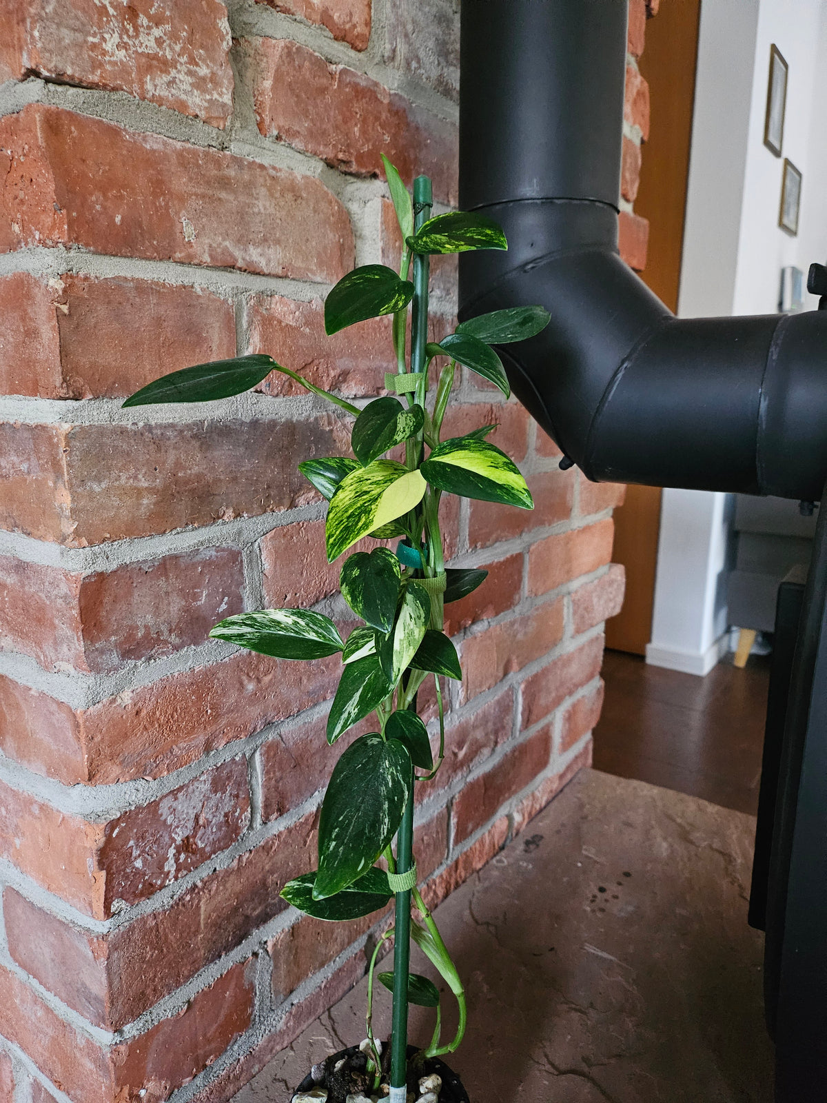 Monstera Standleyana aurea variegata Pflanze mit toller Panaschierung