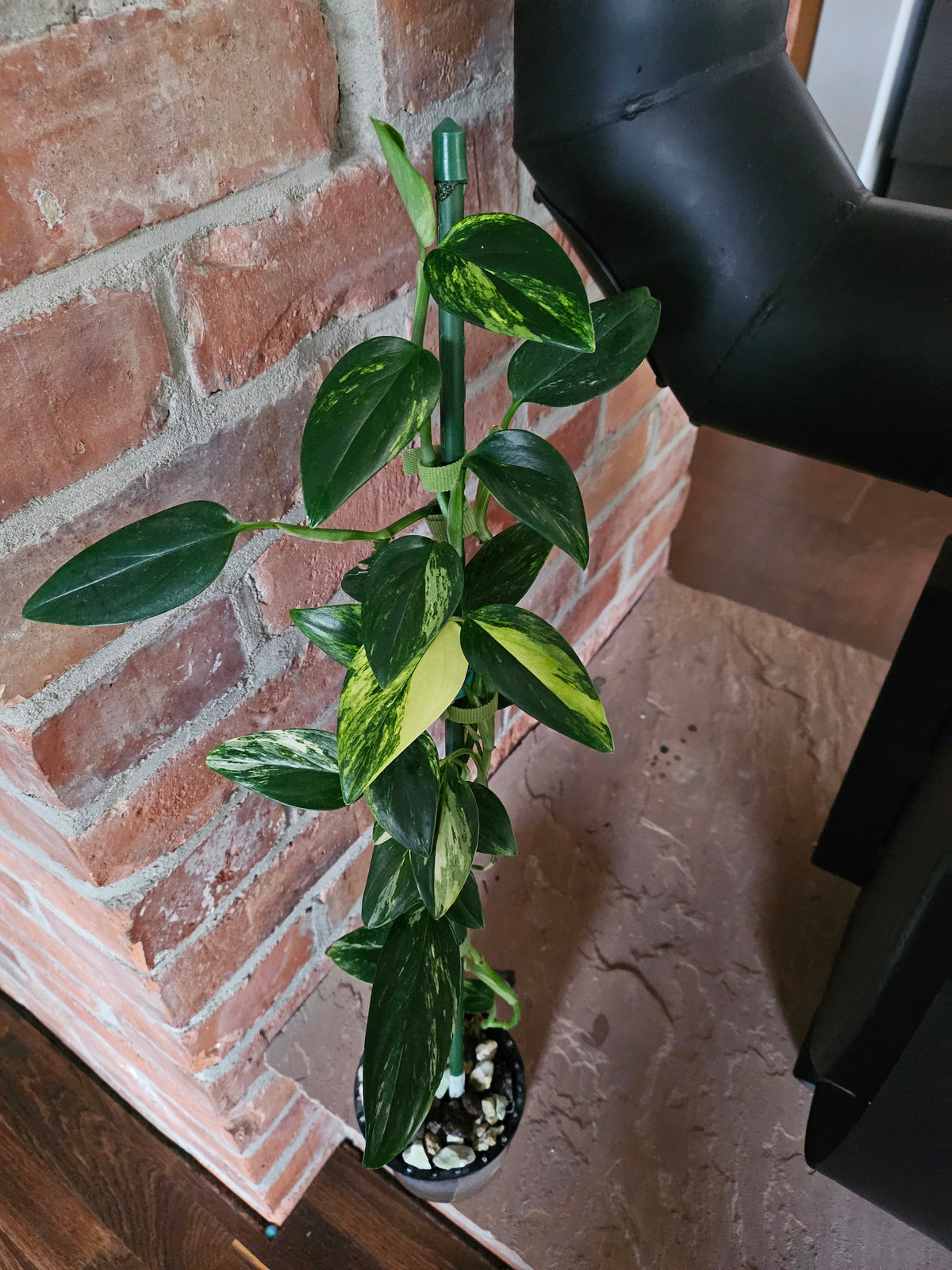 Monstera Standleyana aurea variegata Pflanze mit toller Panaschierung