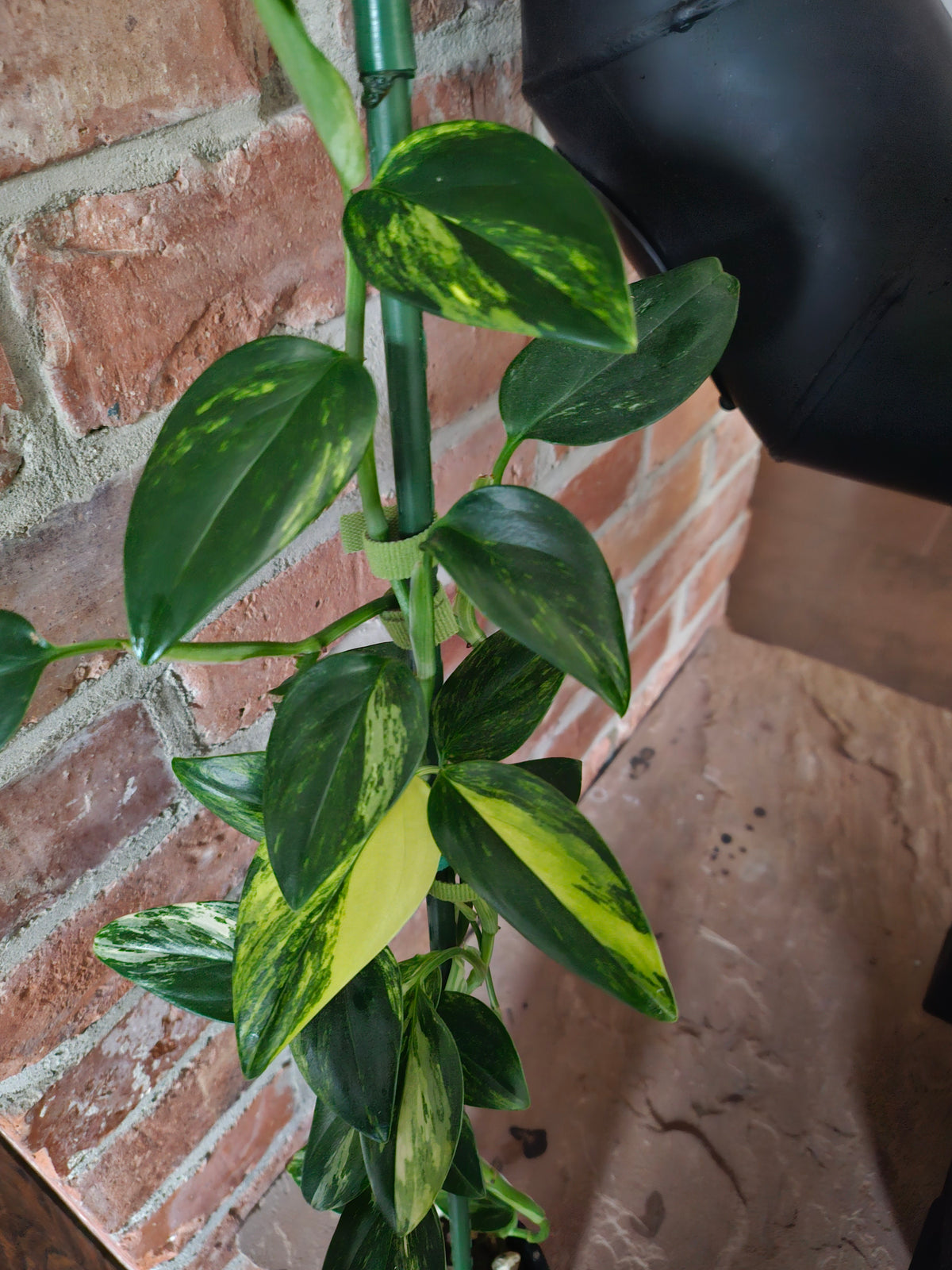 Monstera Standleyana aurea variegata Pflanze mit toller Panaschierung