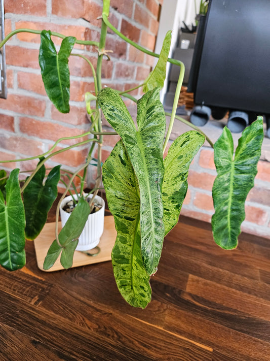 Philodendron Paraiso Verde ganze Pflanze