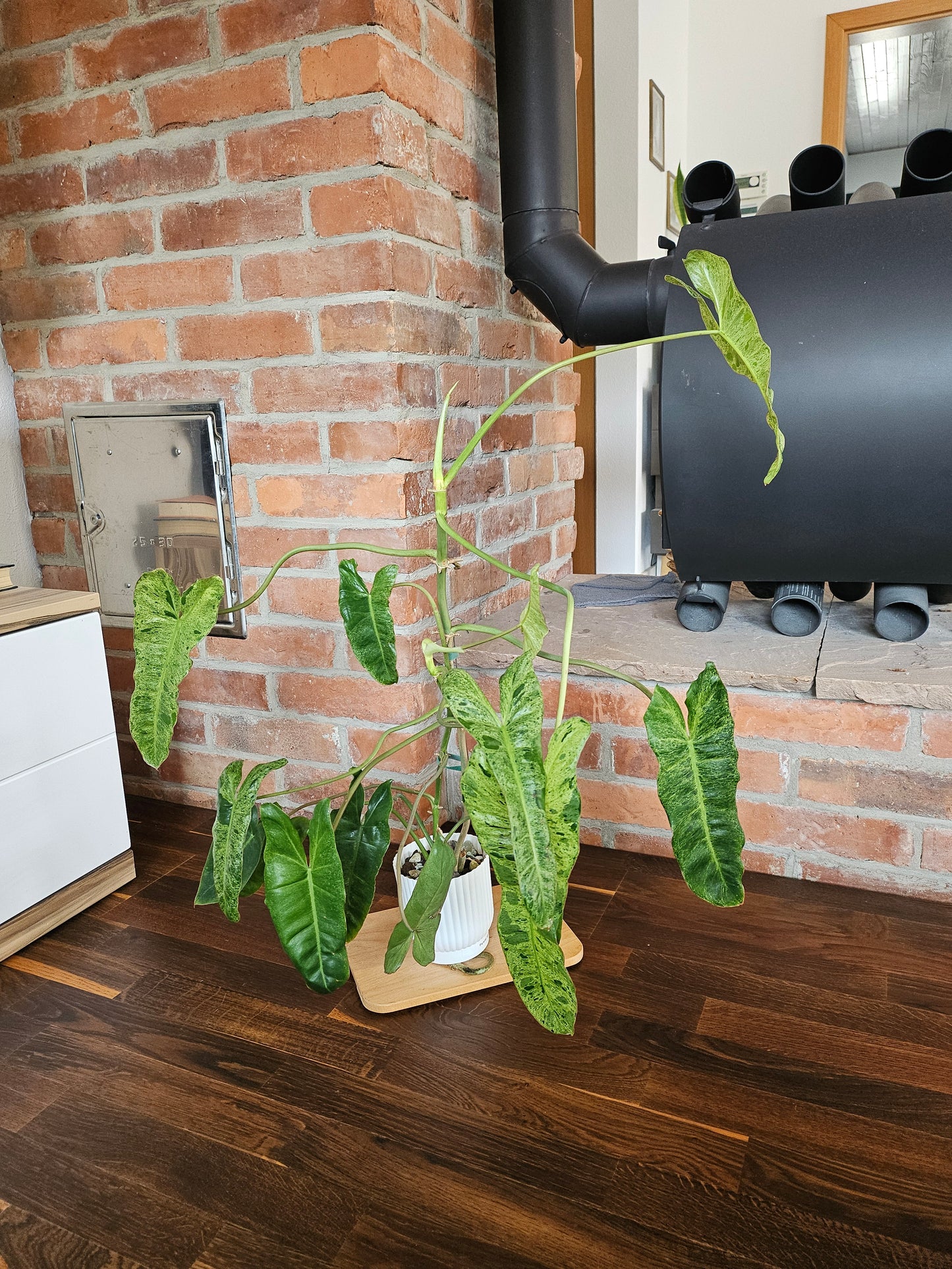 Philodendron Paraiso Verde ganze Pflanze