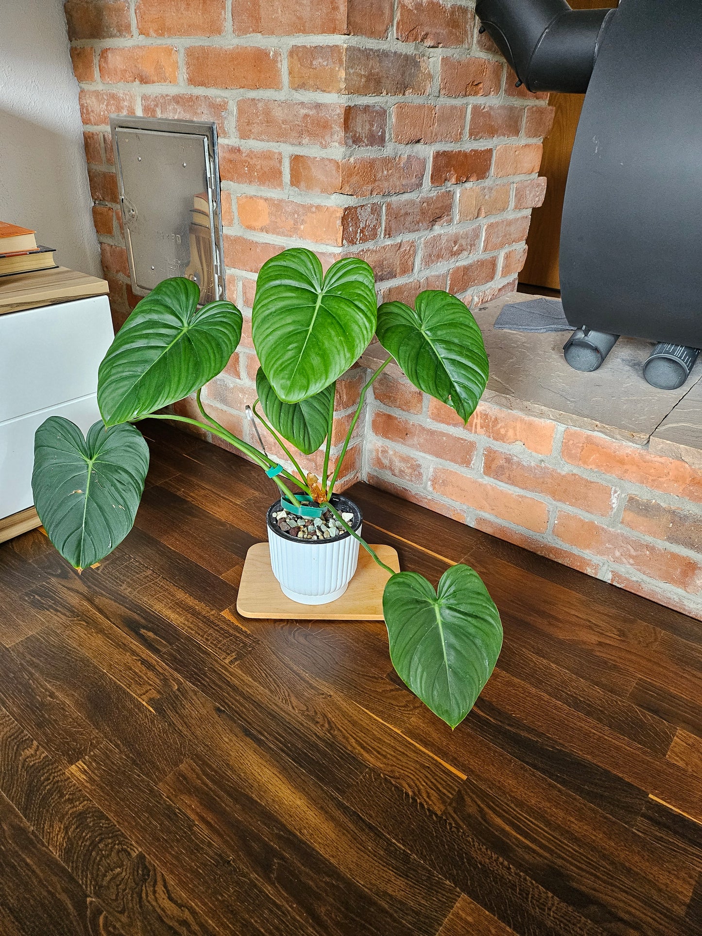 Philodendron Dean Mc Dowell MCDowell