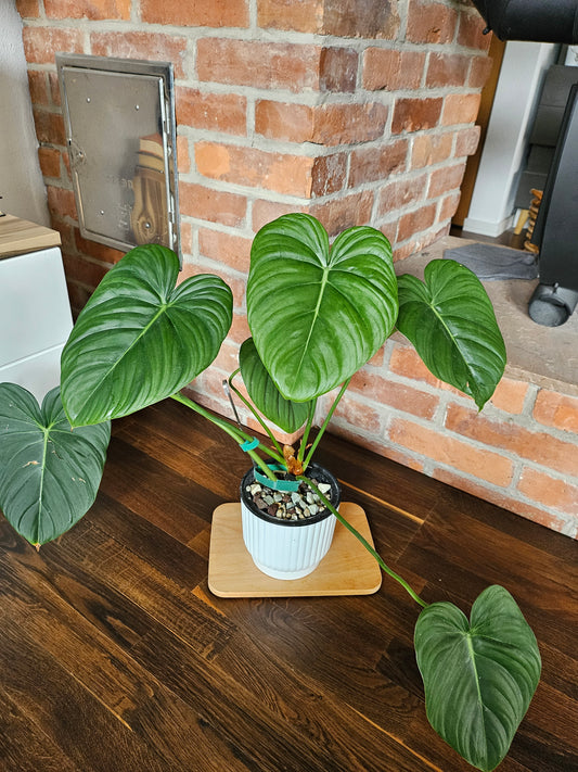 Philodendron Dean Mc Dowell MCDowell