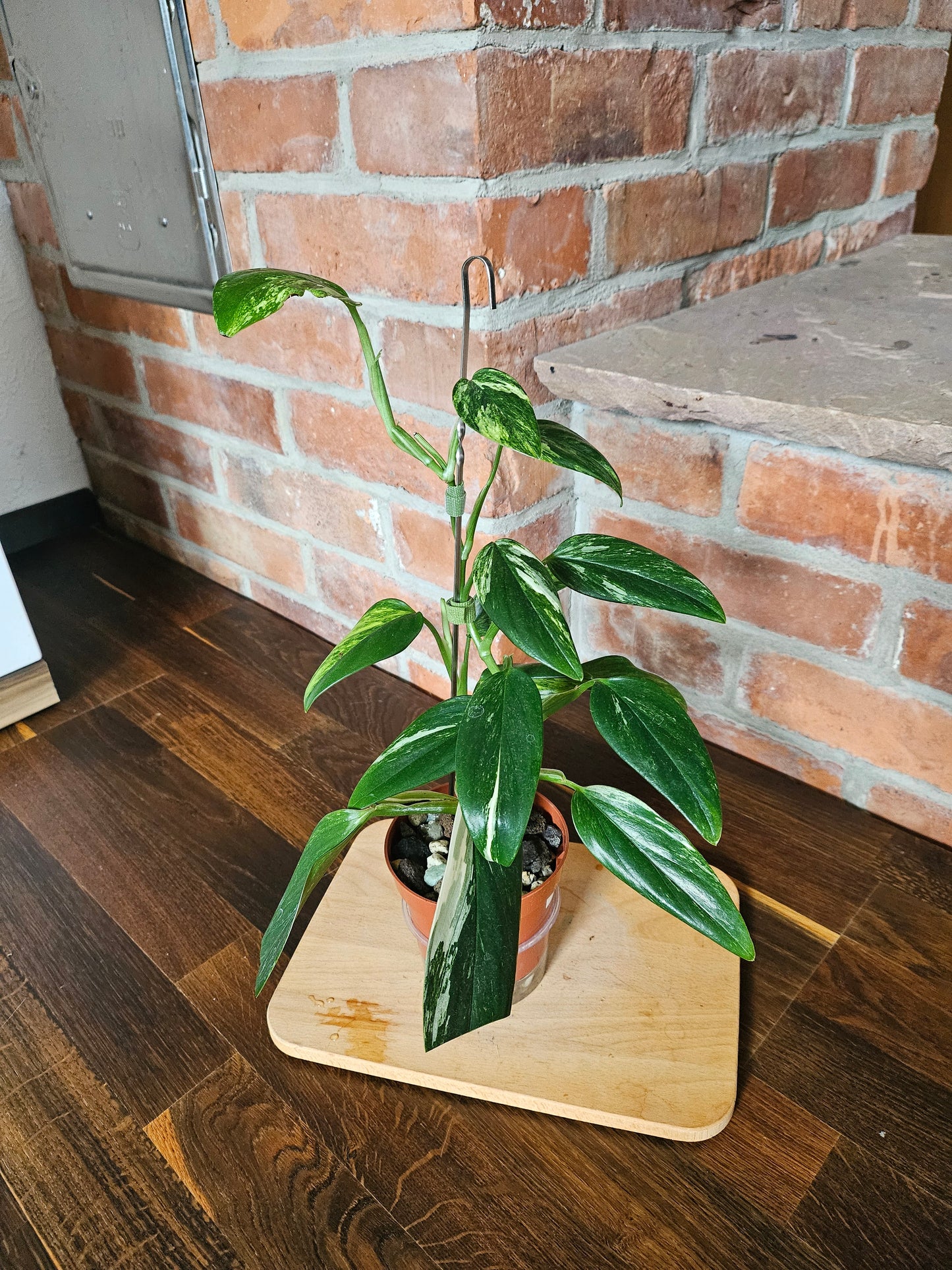 Monstera Standleyana (cobra) aurea variegata