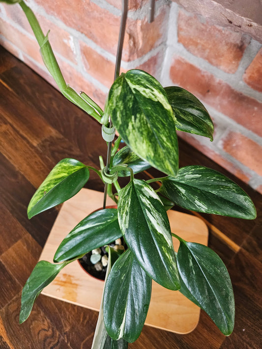 Monstera Standleyana (cobra) aurea variegata
