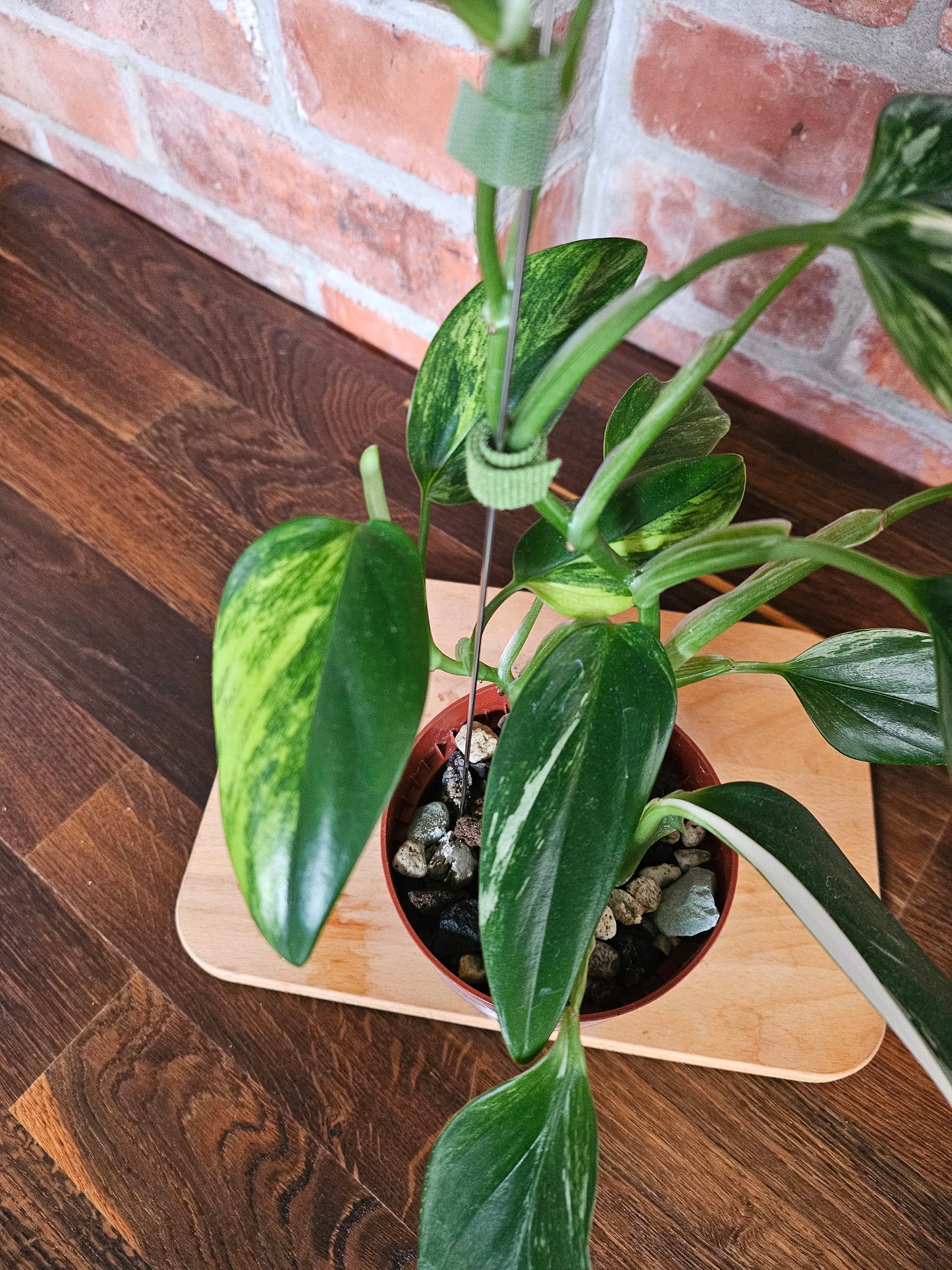 Monstera Standleyana (cobra) aurea variegata
