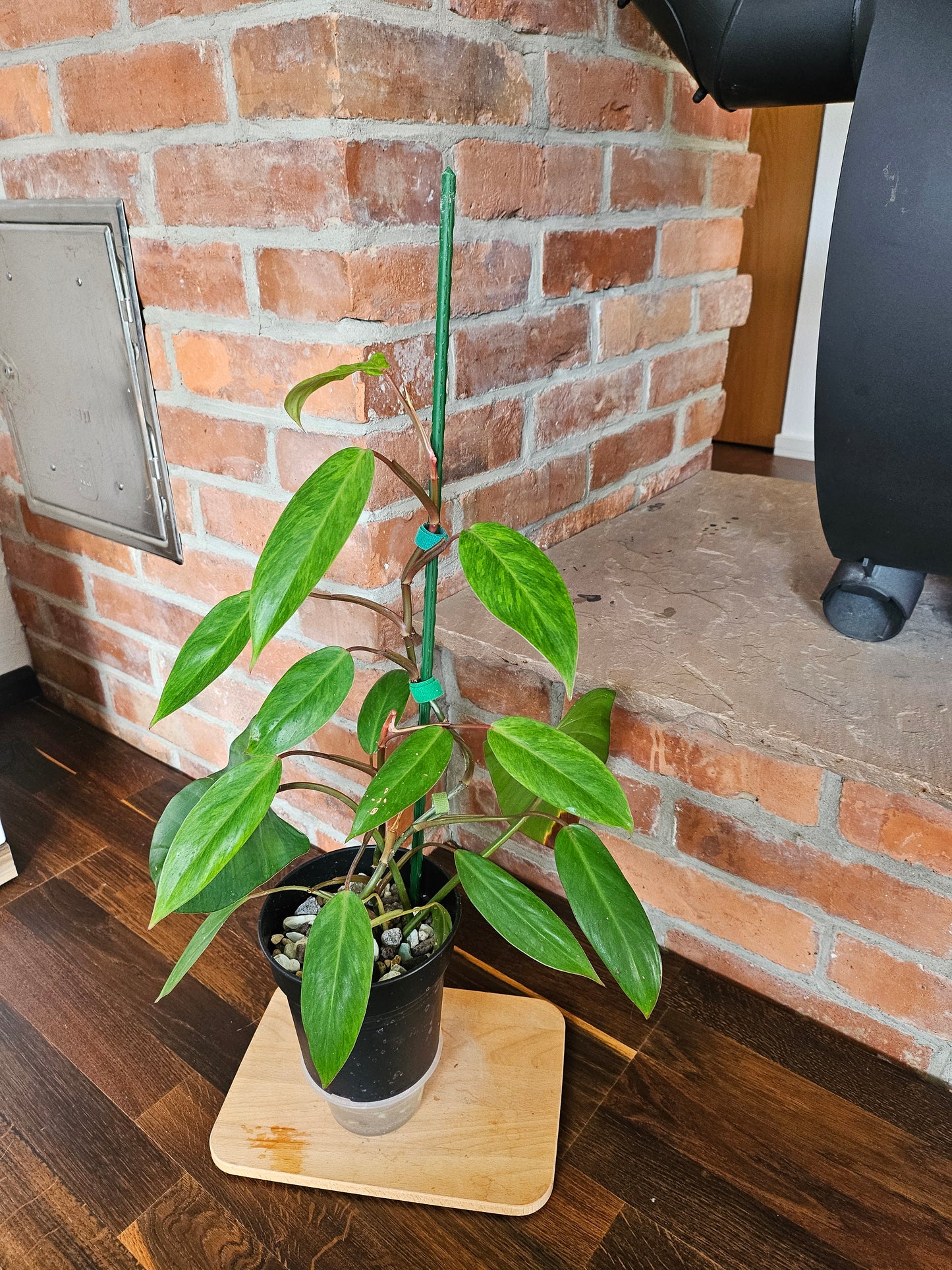 Philodendron Painted Lady