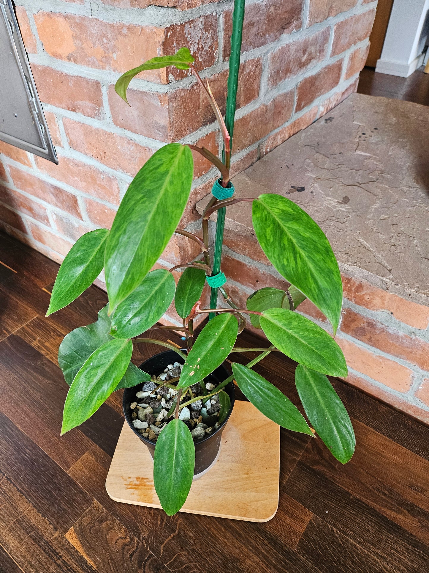 Philodendron Painted Lady