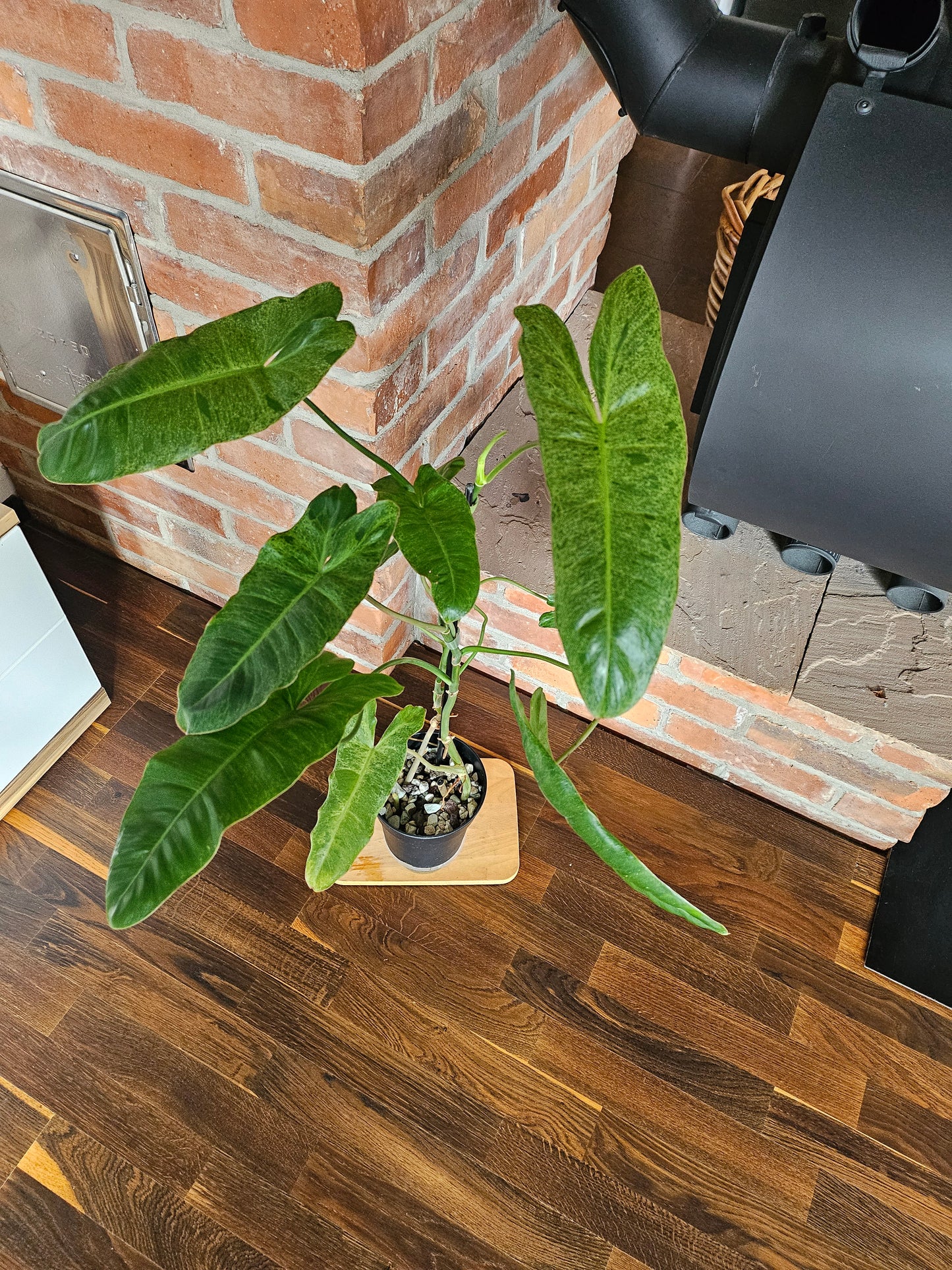 Philodendron Paraiso Verde ganze Pflanze